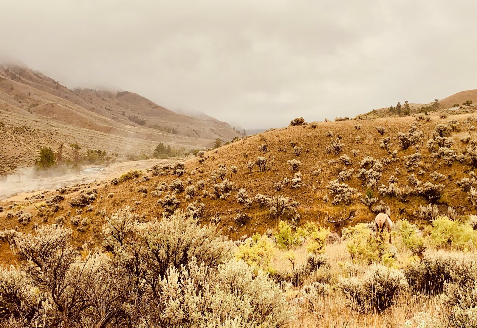 Apple iPhone XS sample photo. Nature, yellowstone, field photography
