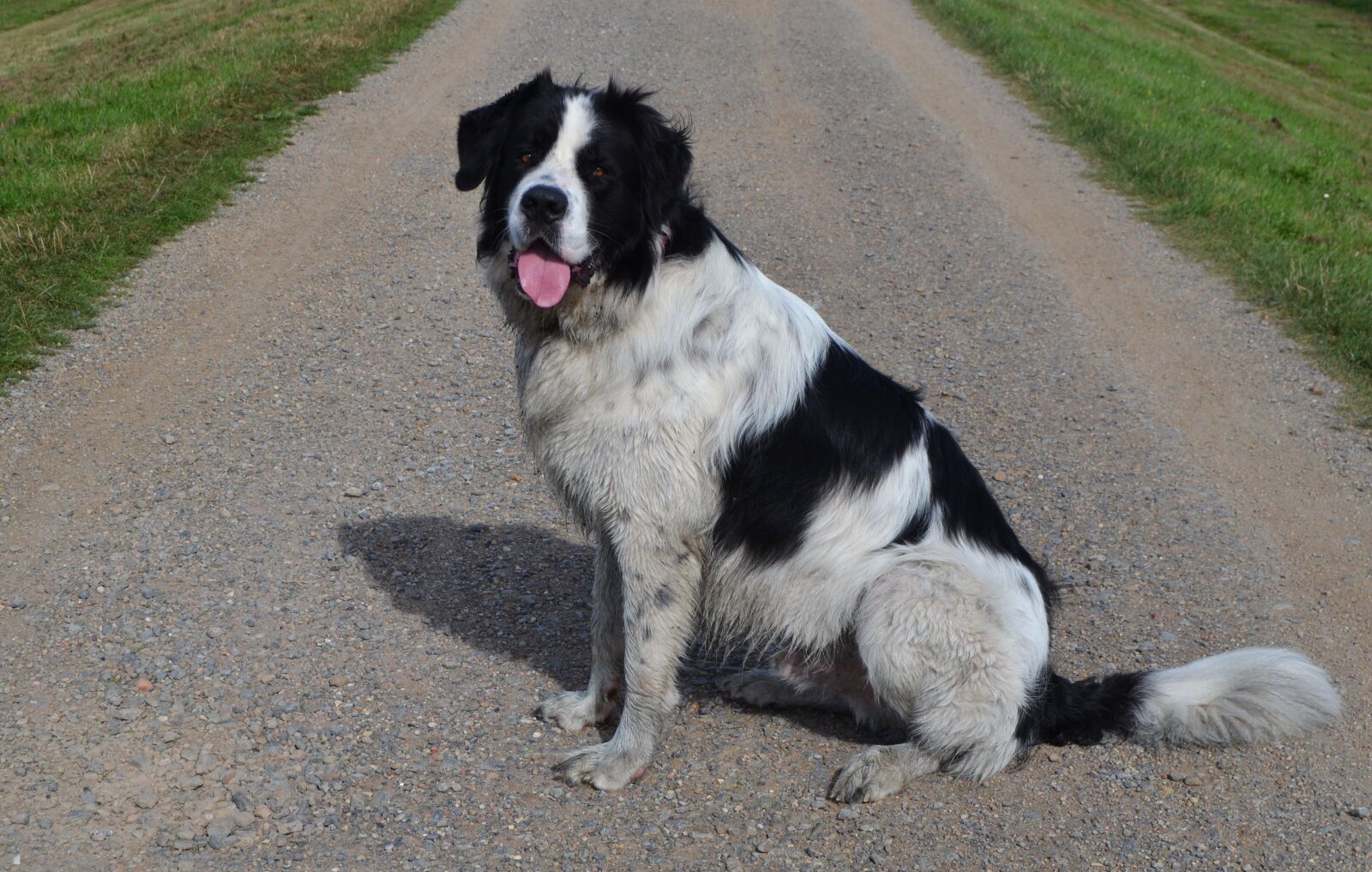 Nikon D3100 sample photo. St bernard, newfoundland, hybrid photography