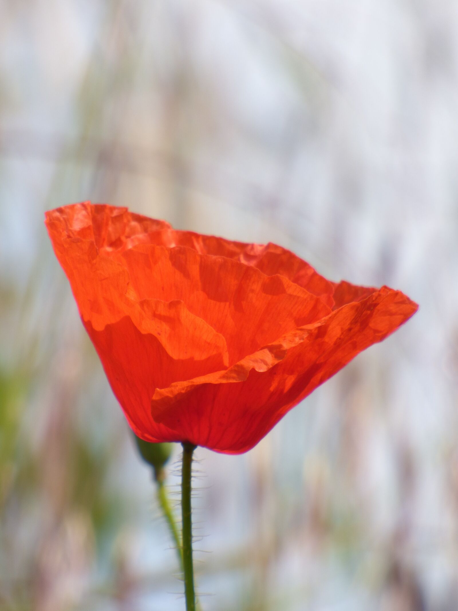 Panasonic DMC-FZ72 sample photo. Poppy, flower, red photography