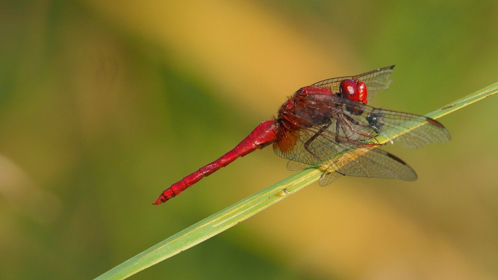 Olympus OM-D E-M10 II + Panasonic Lumix G Vario 100-300mm F4-5.6 OIS sample photo. Nature, insects, dragonfly photography