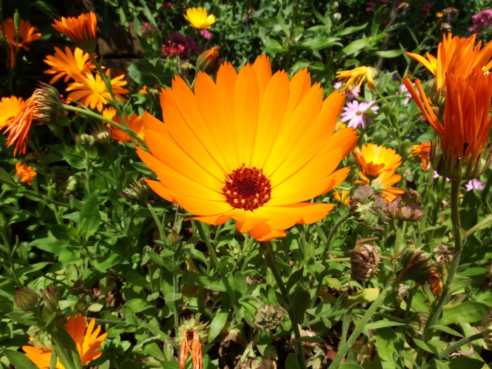 Fujifilm FinePix S1 sample photo. Macro, flower, orange photography