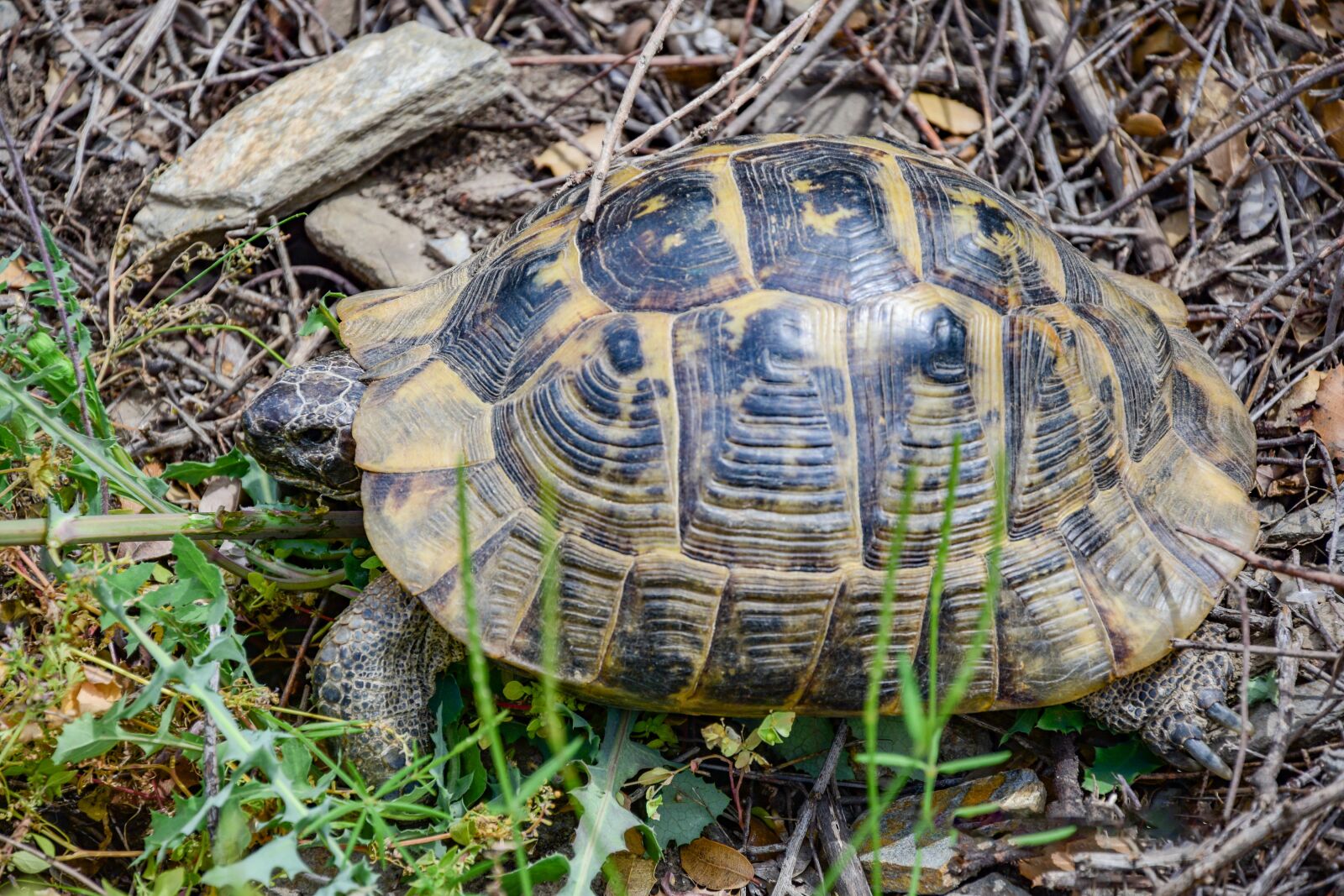 Nikon D3300 sample photo. Turtle, animal, nature photography