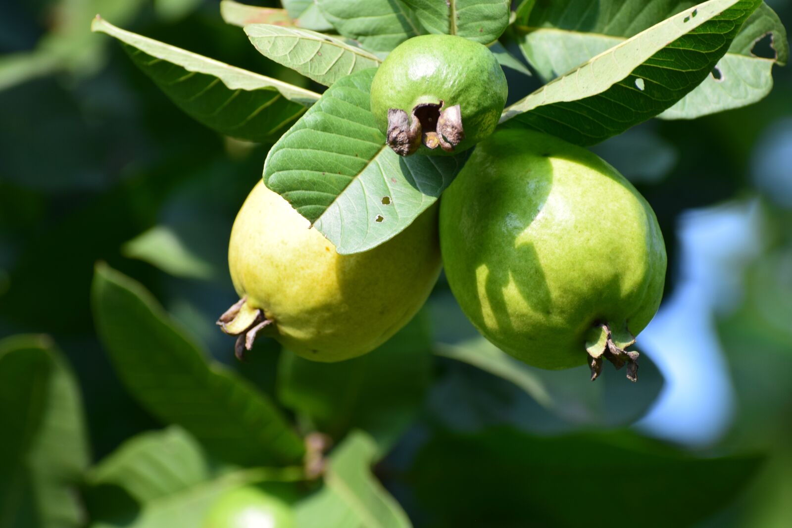 Nikon D3300 sample photo. Tree, green, fruit photography