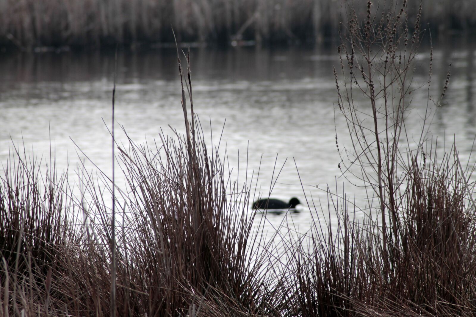 Canon EOS 1100D (EOS Rebel T3 / EOS Kiss X50) sample photo. Reed, water, waters photography