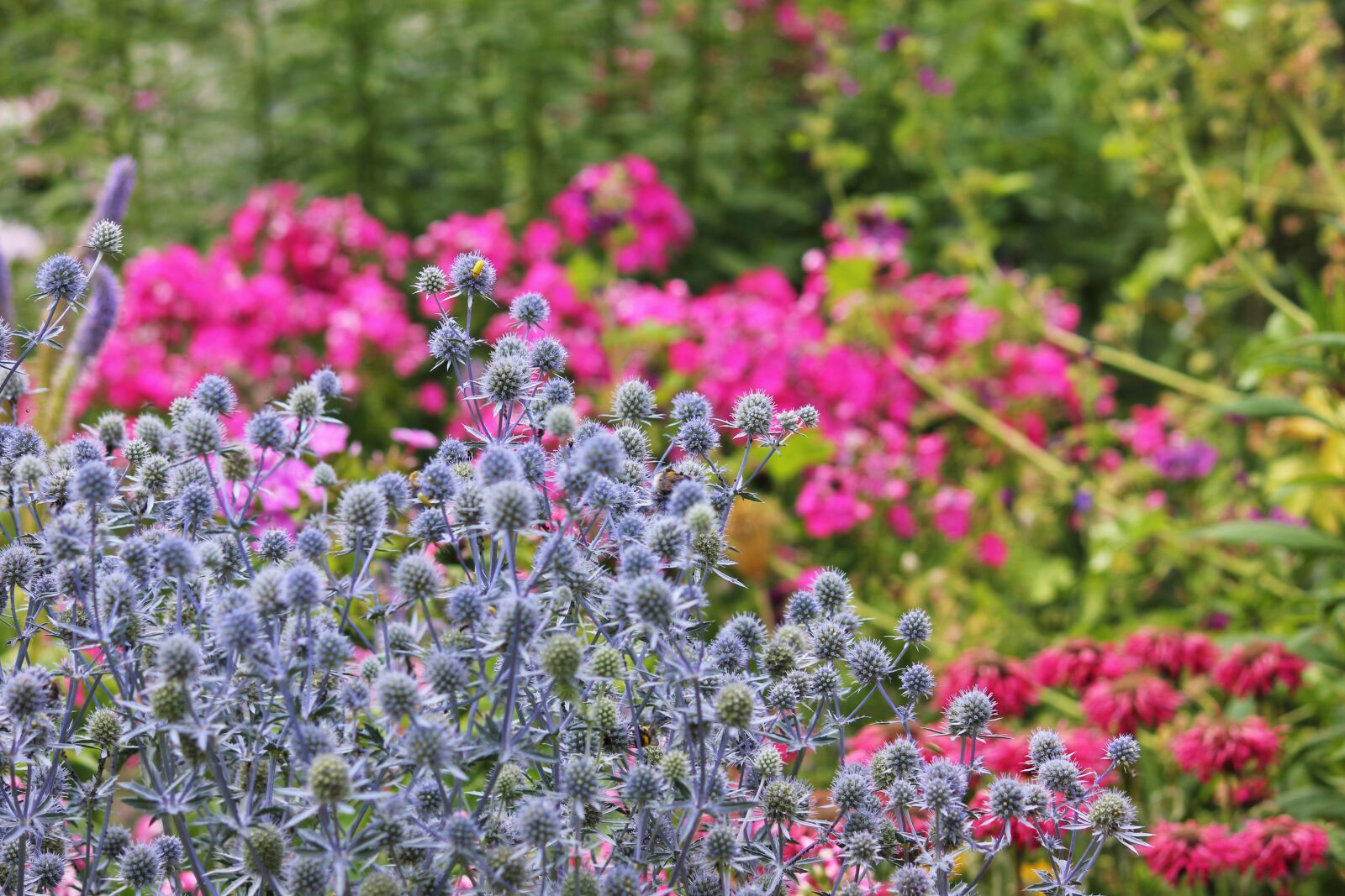 Canon EOS 550D (EOS Rebel T2i / EOS Kiss X4) sample photo. Bees, flower, flower meadow photography
