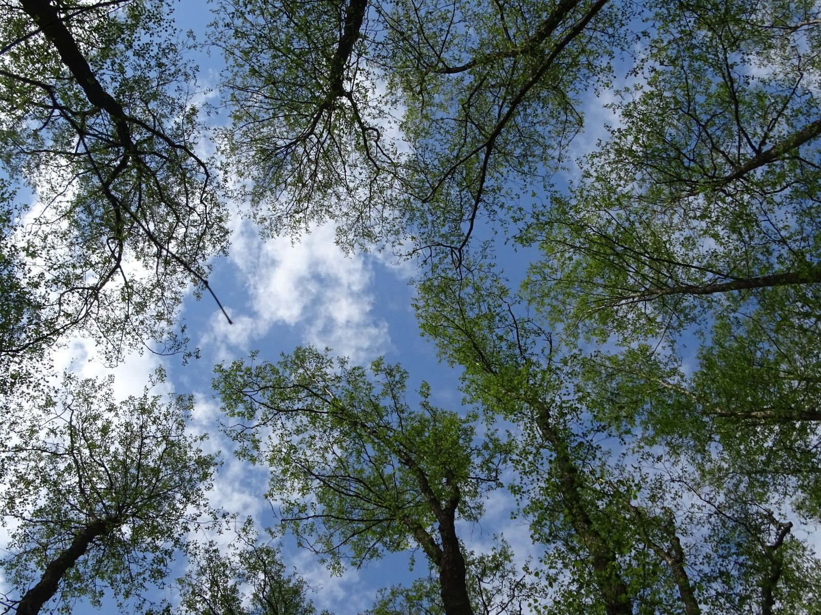 Sony Cyber-shot DSC-HX400V sample photo. Forest, sky, landscape photography