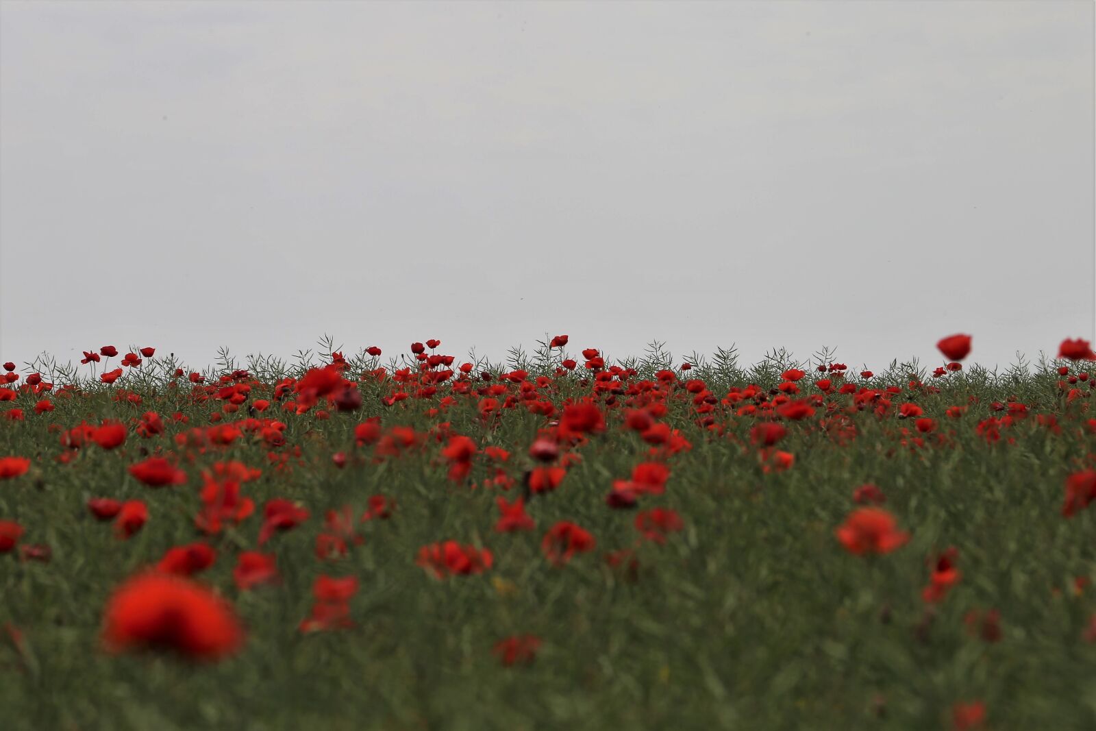 Canon EOS 6D + Canon EF 70-300 F4-5.6 IS II USM sample photo. Red poppies, rapeseed field photography