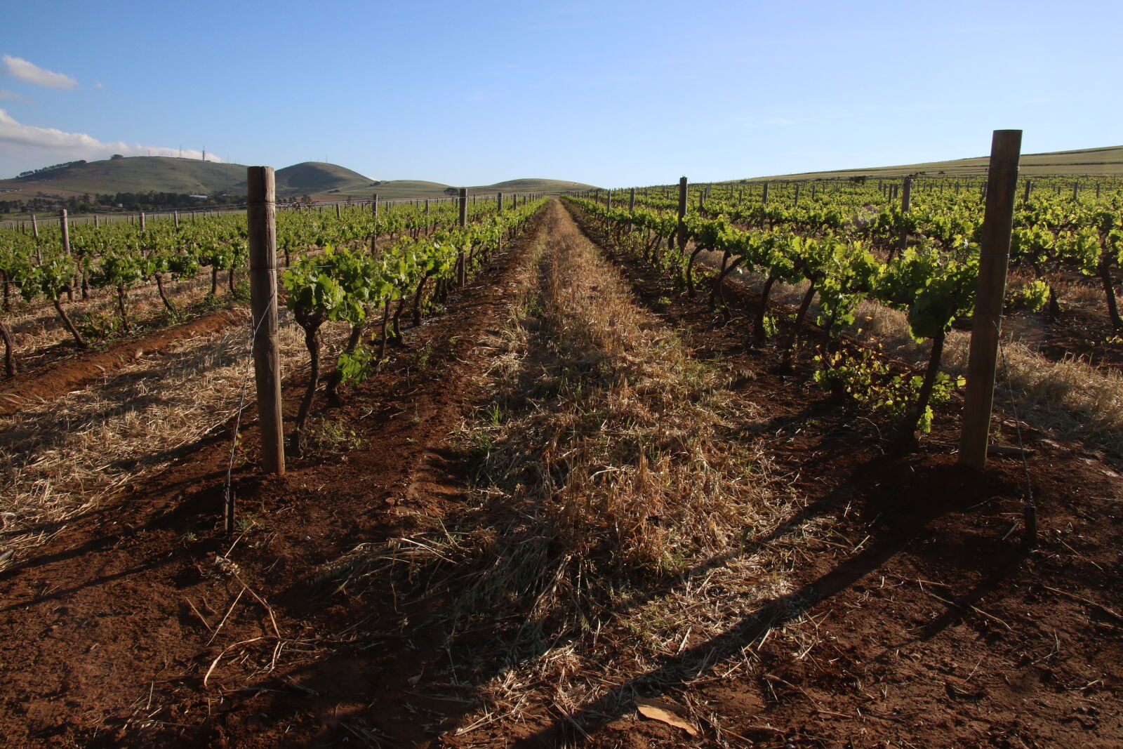 Canon EOS 7D Mark II sample photo. Blue, sky, cape, farm photography