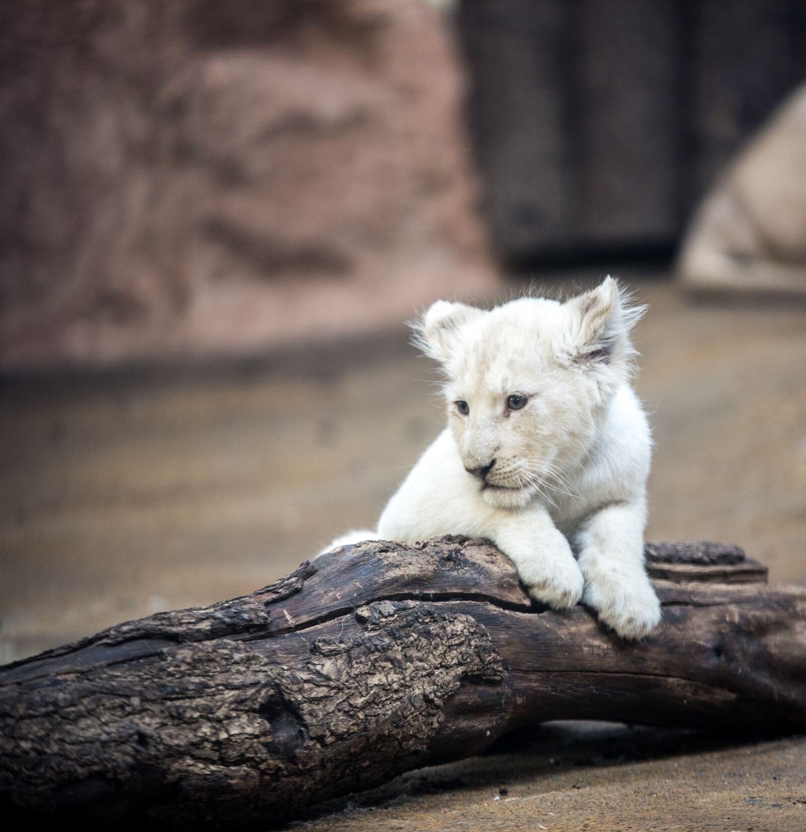 Nikon D750 sample photo. Lion, white lion, big photography