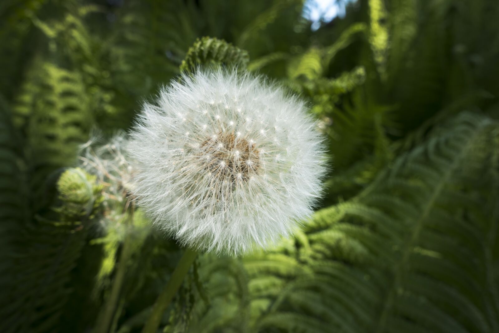 Sony Cyber-shot DSC-RX100 III sample photo. Dandelion, fern, nature photography