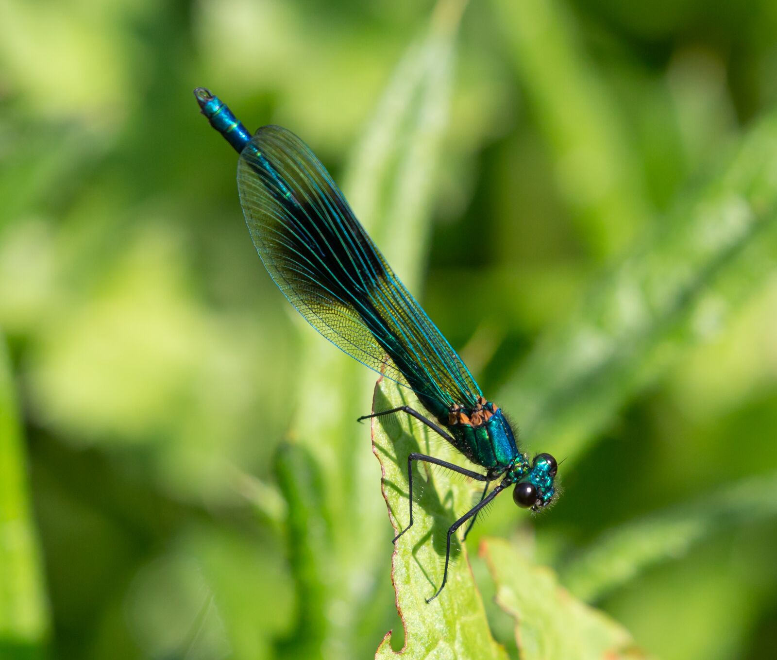 Canon EOS 5D Mark III sample photo. Banded demoiselle, dragonfly, blue photography