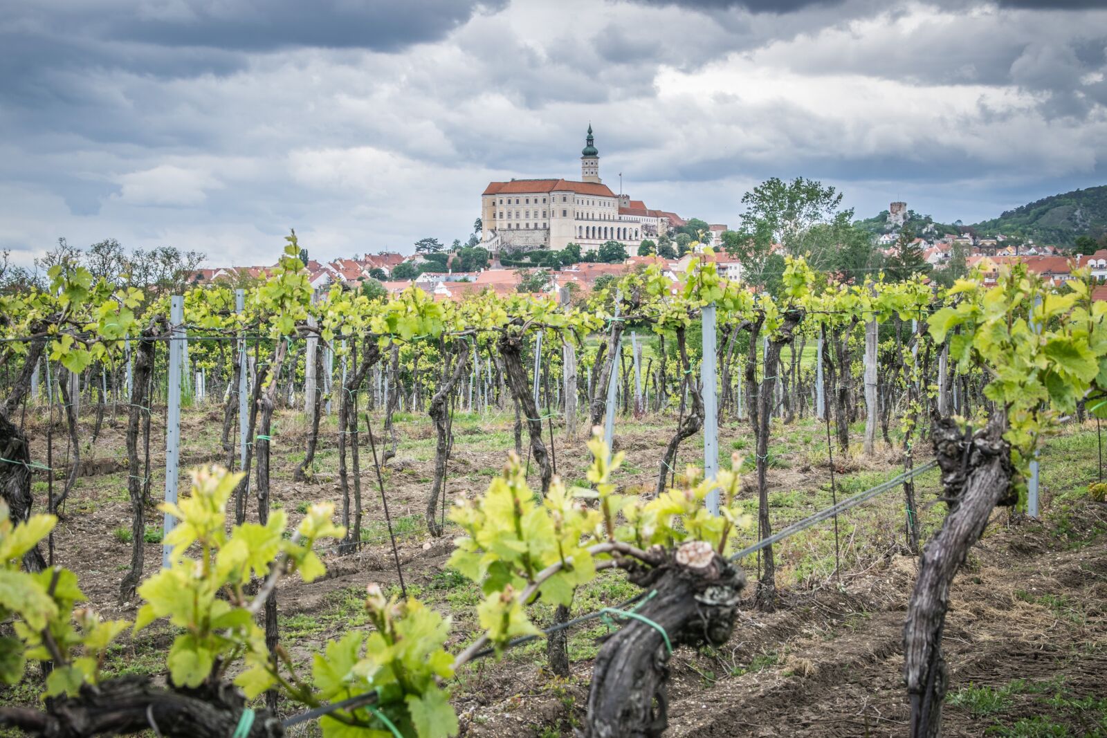 Nikon D5300 sample photo. Vineyard, castle, viticulture photography