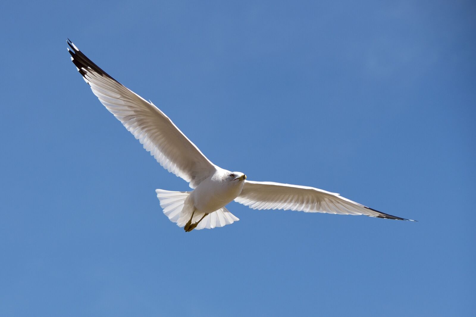 Nikon D750 sample photo. Seagull, flying, in flight photography