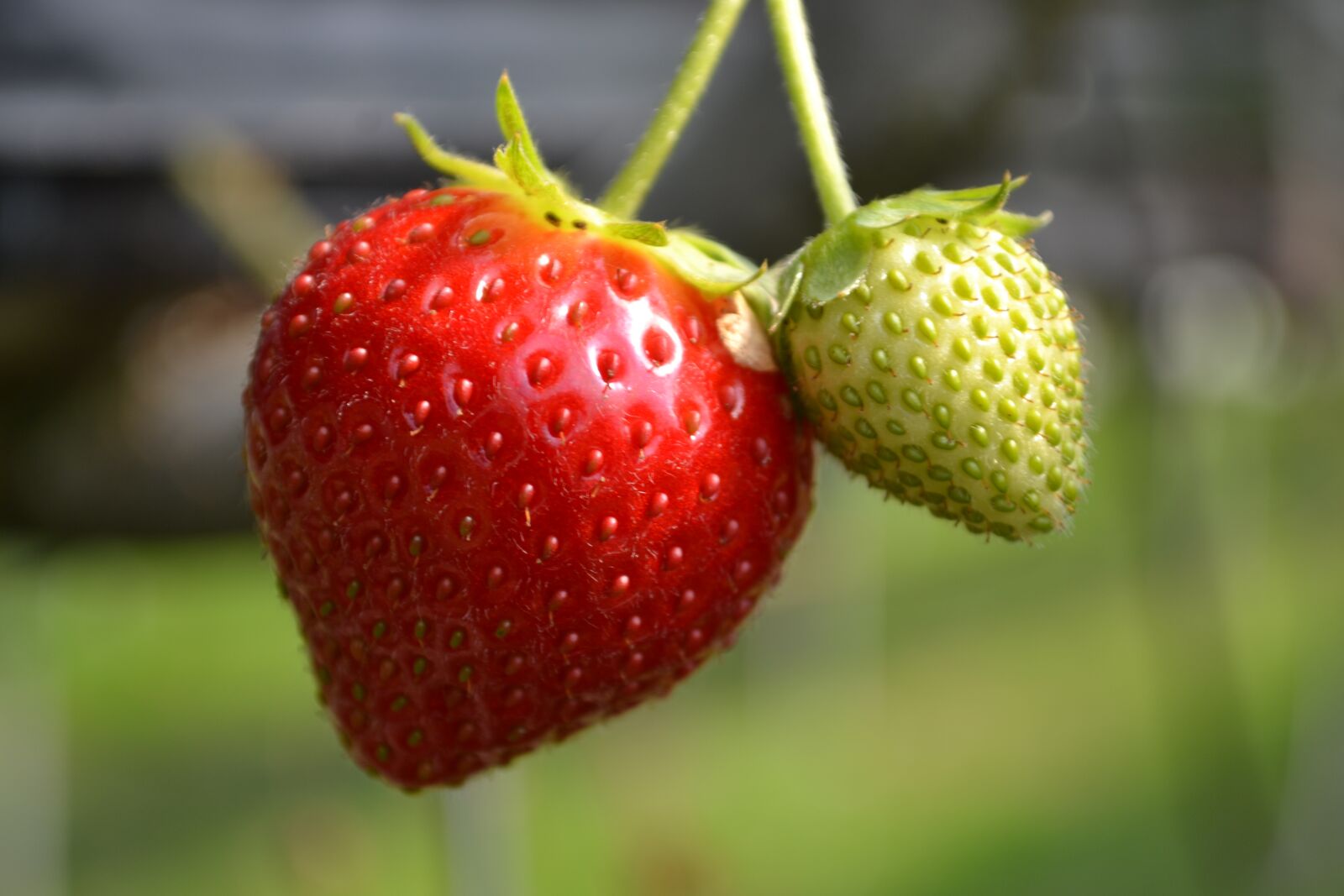 Nikon D3100 sample photo. Strawberry, website, couple photography