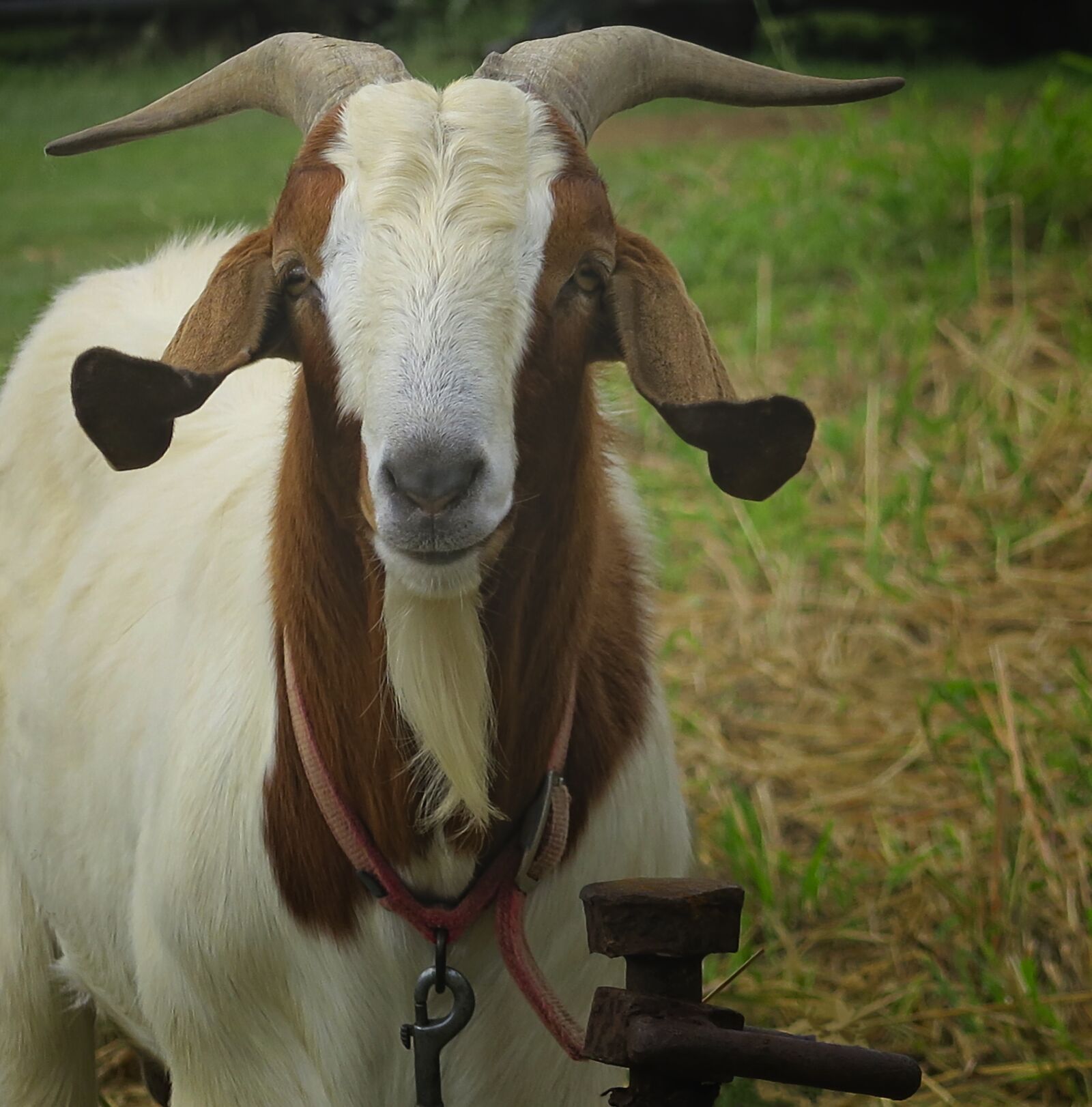 Canon PowerShot G7 X sample photo. Goat, bovine, portrait photography