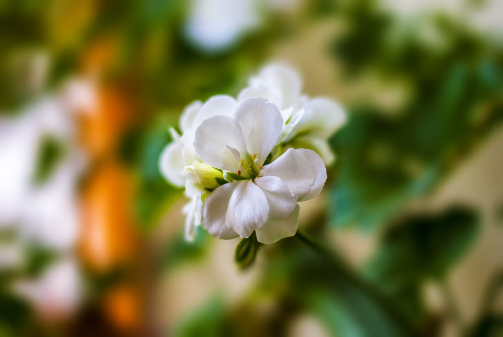 Nikon D60 sample photo. Jeranio, flower, plant photography