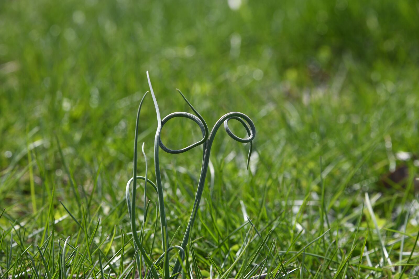 Nikon D850 sample photo. Chive, curly, grass photography