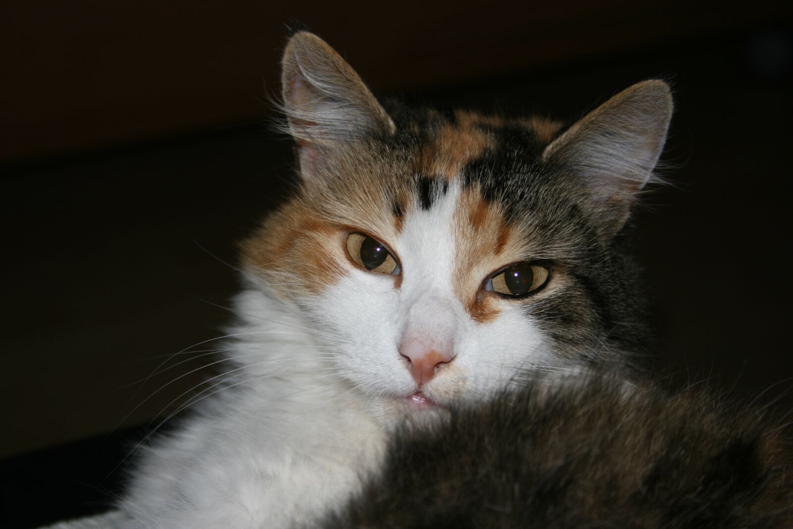 Canon EOS 400D (EOS Digital Rebel XTi / EOS Kiss Digital X) sample photo. Cat, animal, sweet photography
