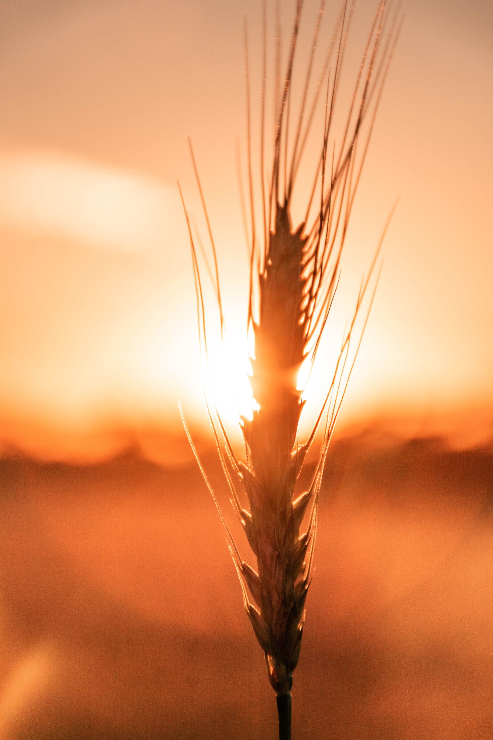 Nikon D7200 sample photo. Wheat, sunset, field photography