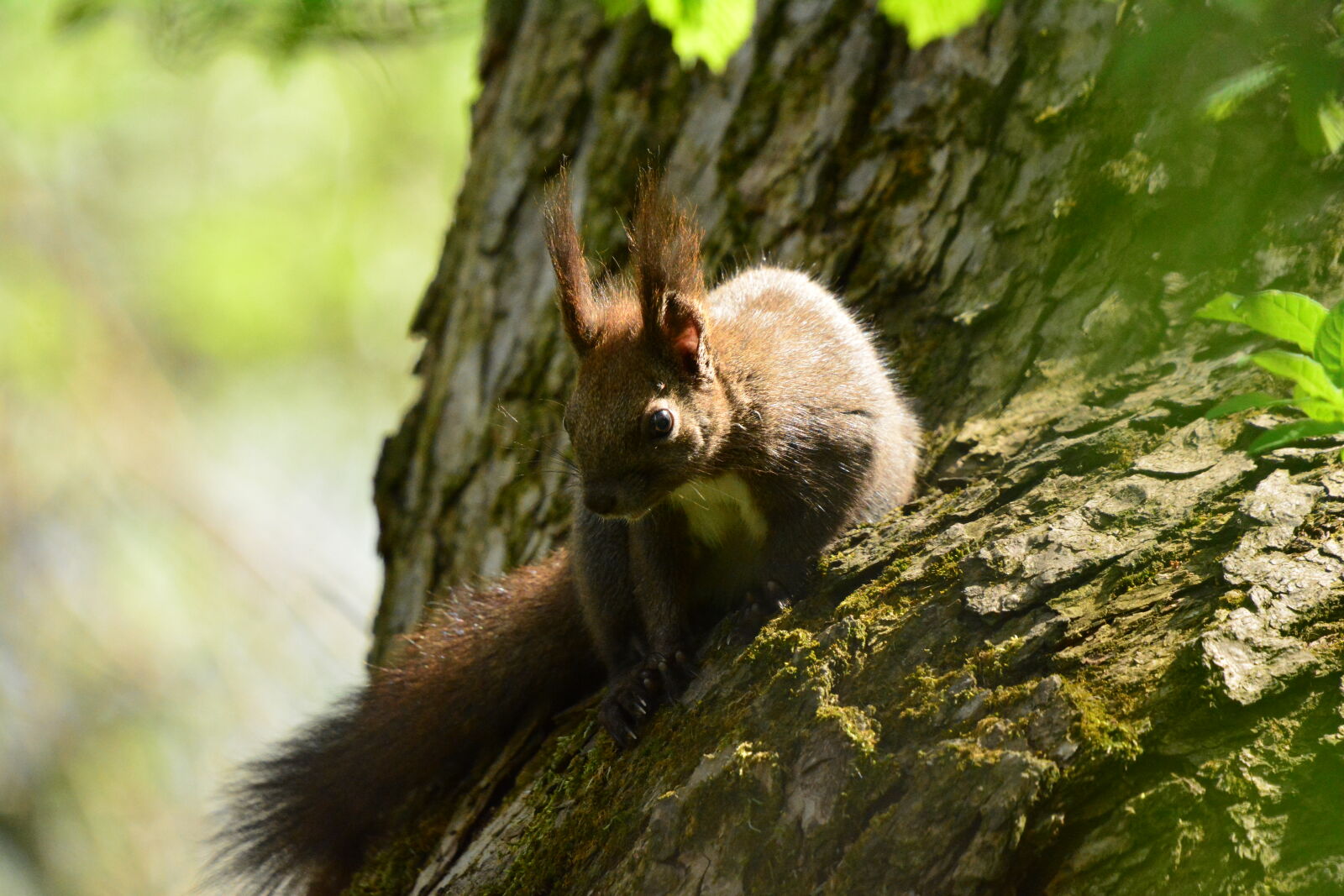 Nikon D7100 sample photo
