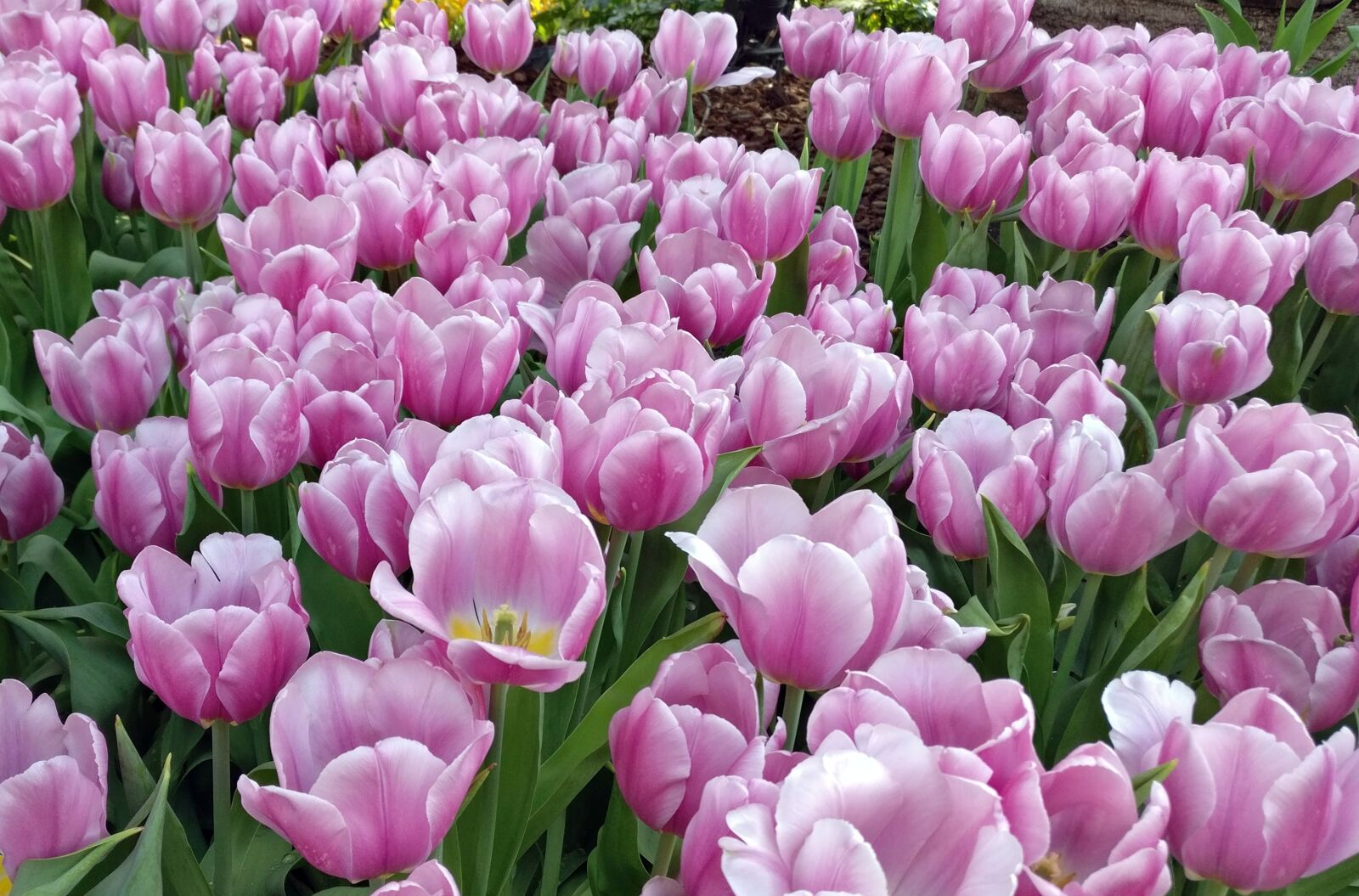 OnePlus A3003 sample photo. Pink, tulips, flowers photography