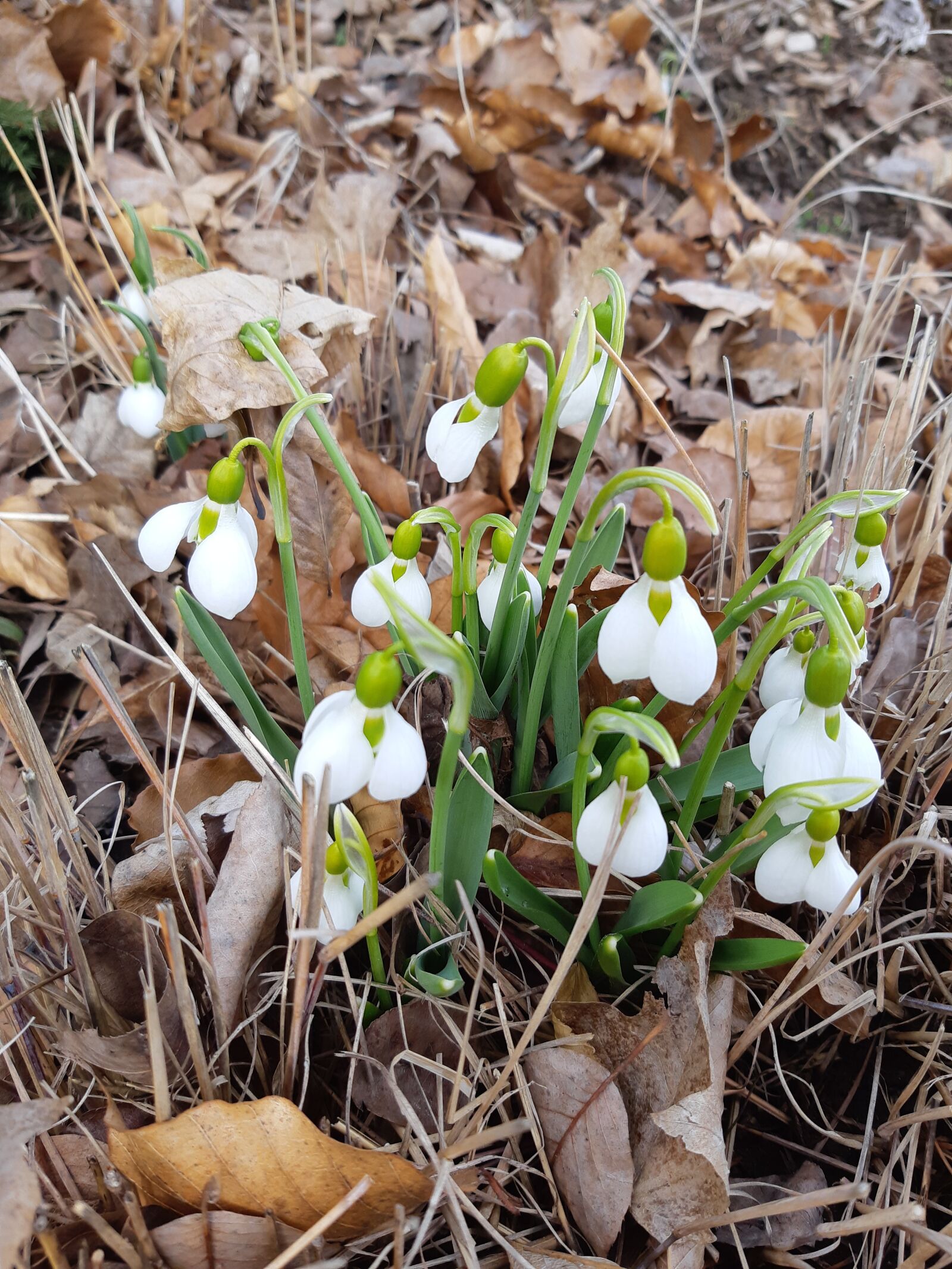 Samsung Galaxy A8(2018) sample photo. Snowdrops, spring, garden photography