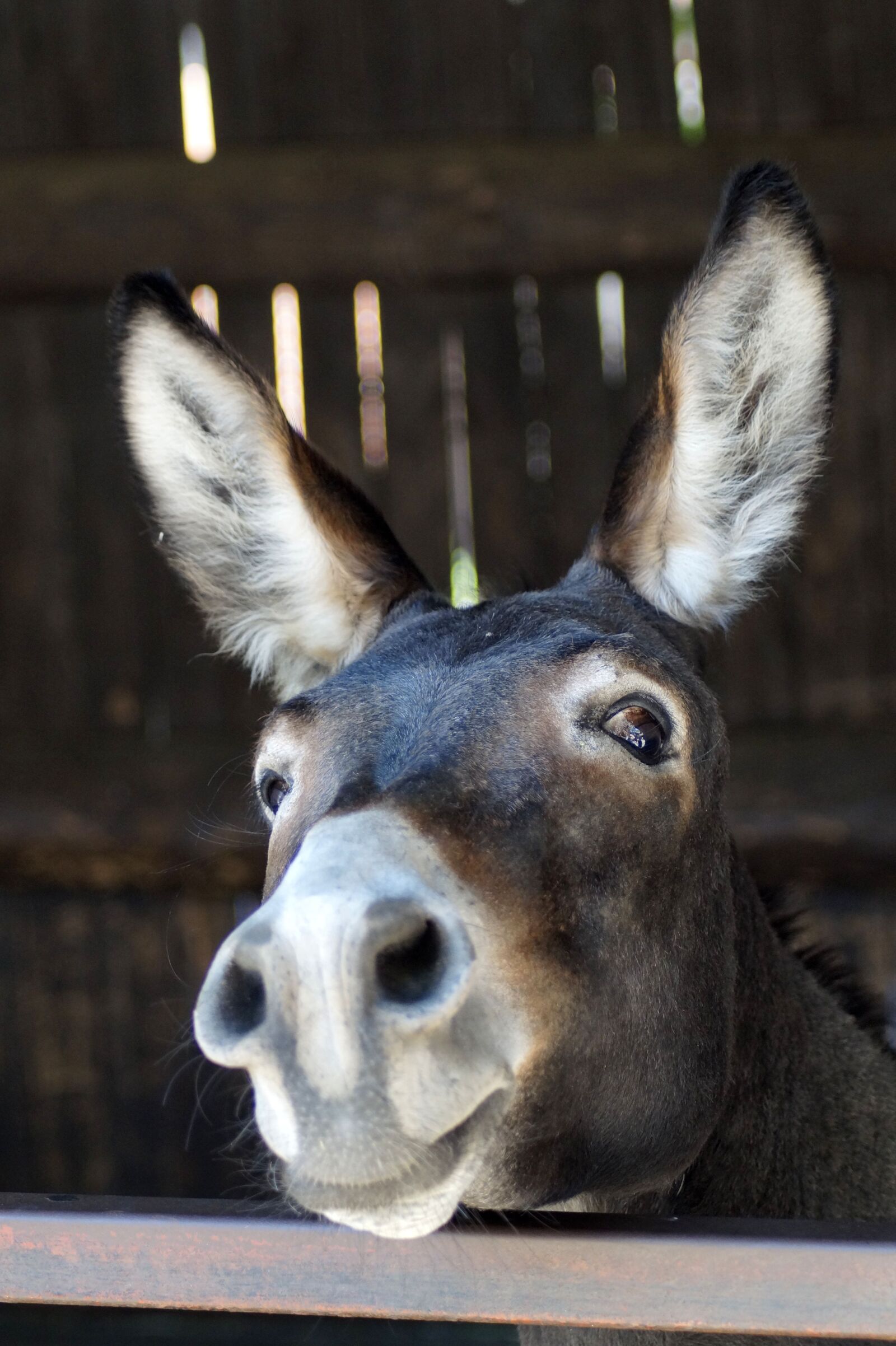 Sony SLT-A58 sample photo. Donkey, long ears, portrait photography