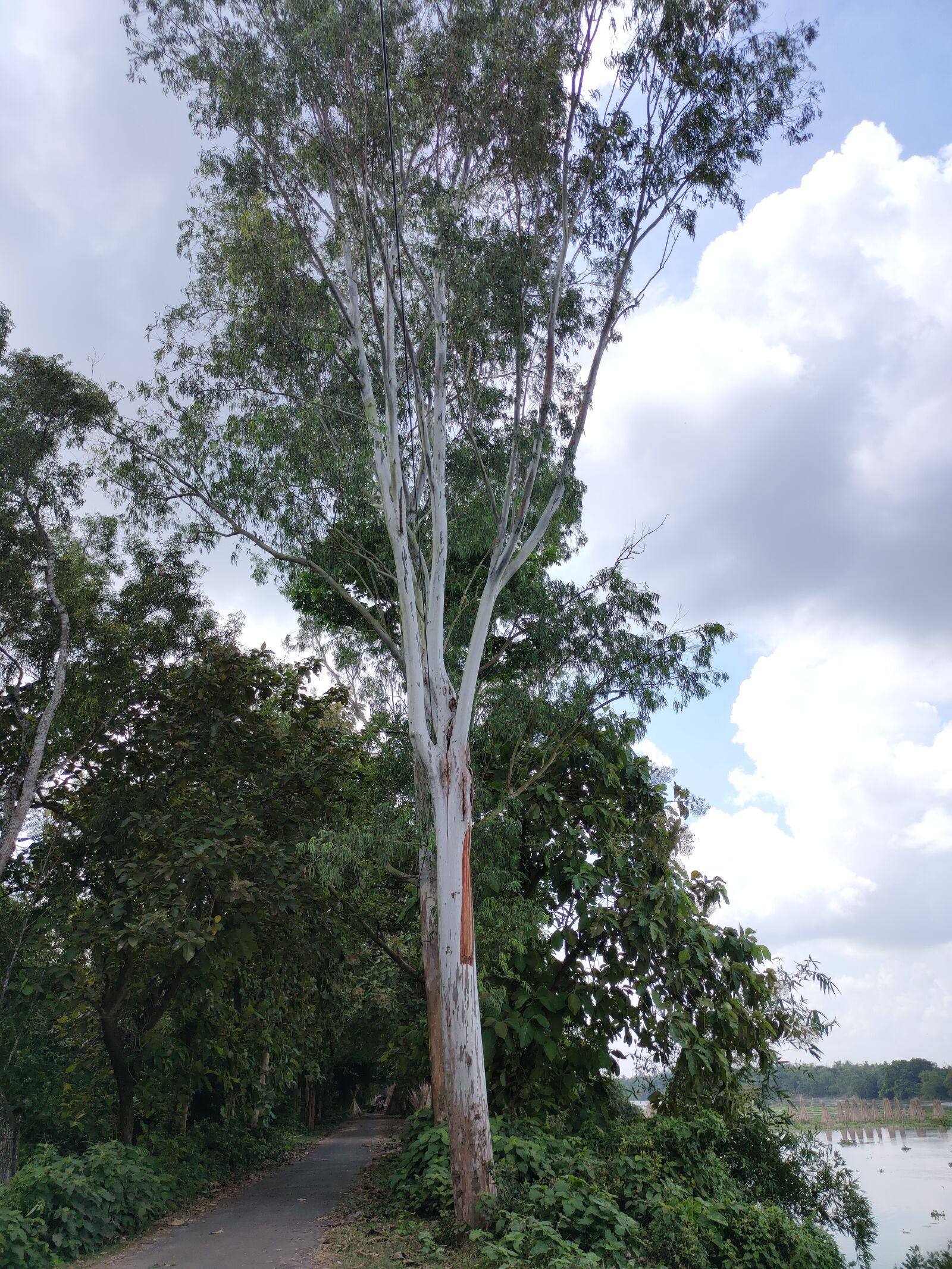 Realme XT sample photo. Trees, cloud, road photography