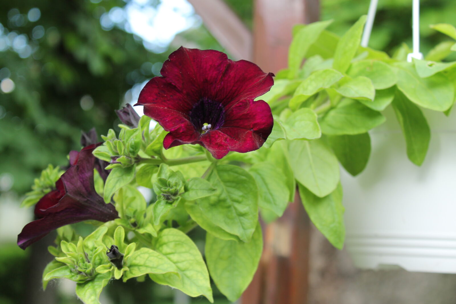 Canon EOS 1100D (EOS Rebel T3 / EOS Kiss X50) sample photo. Flower photography