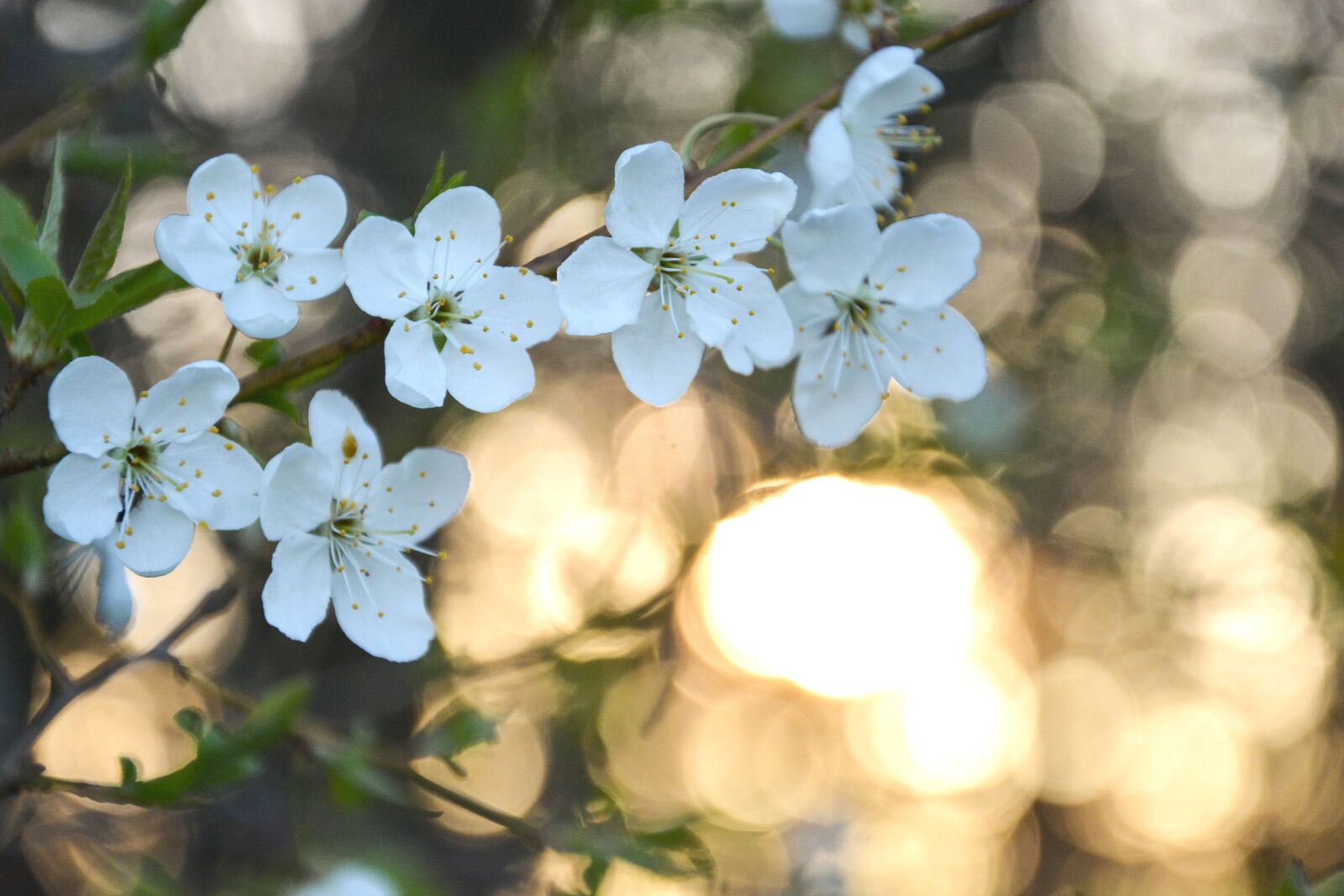 Nikon D5200 sample photo. Nature, flower, summer photography