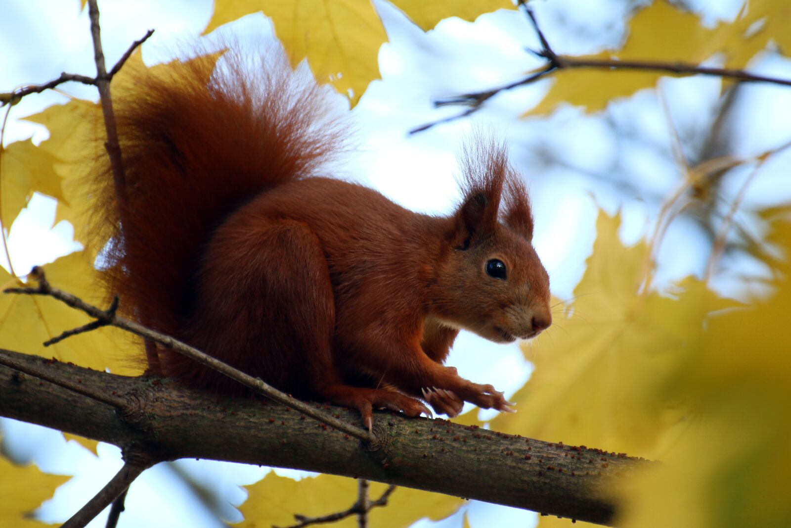 Canon EOS 70D sample photo. Squirrel, ears, leaves photography