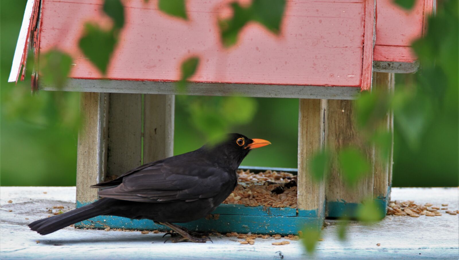Tamron SP 150-600mm F5-6.3 Di VC USD sample photo. Blackbird, male, males photography
