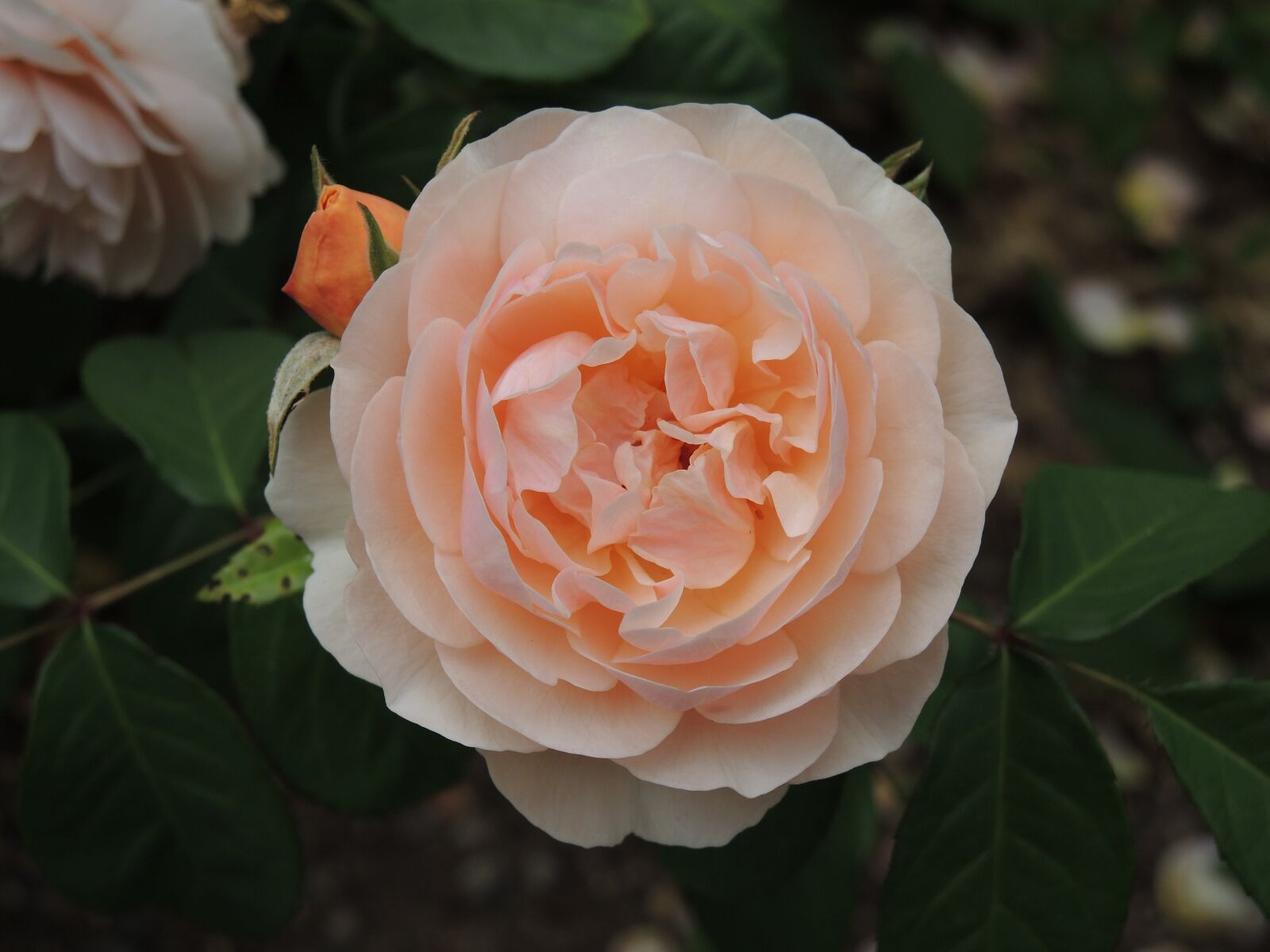 Nikon Coolpix P7800 sample photo. Rose, flower, peach photography