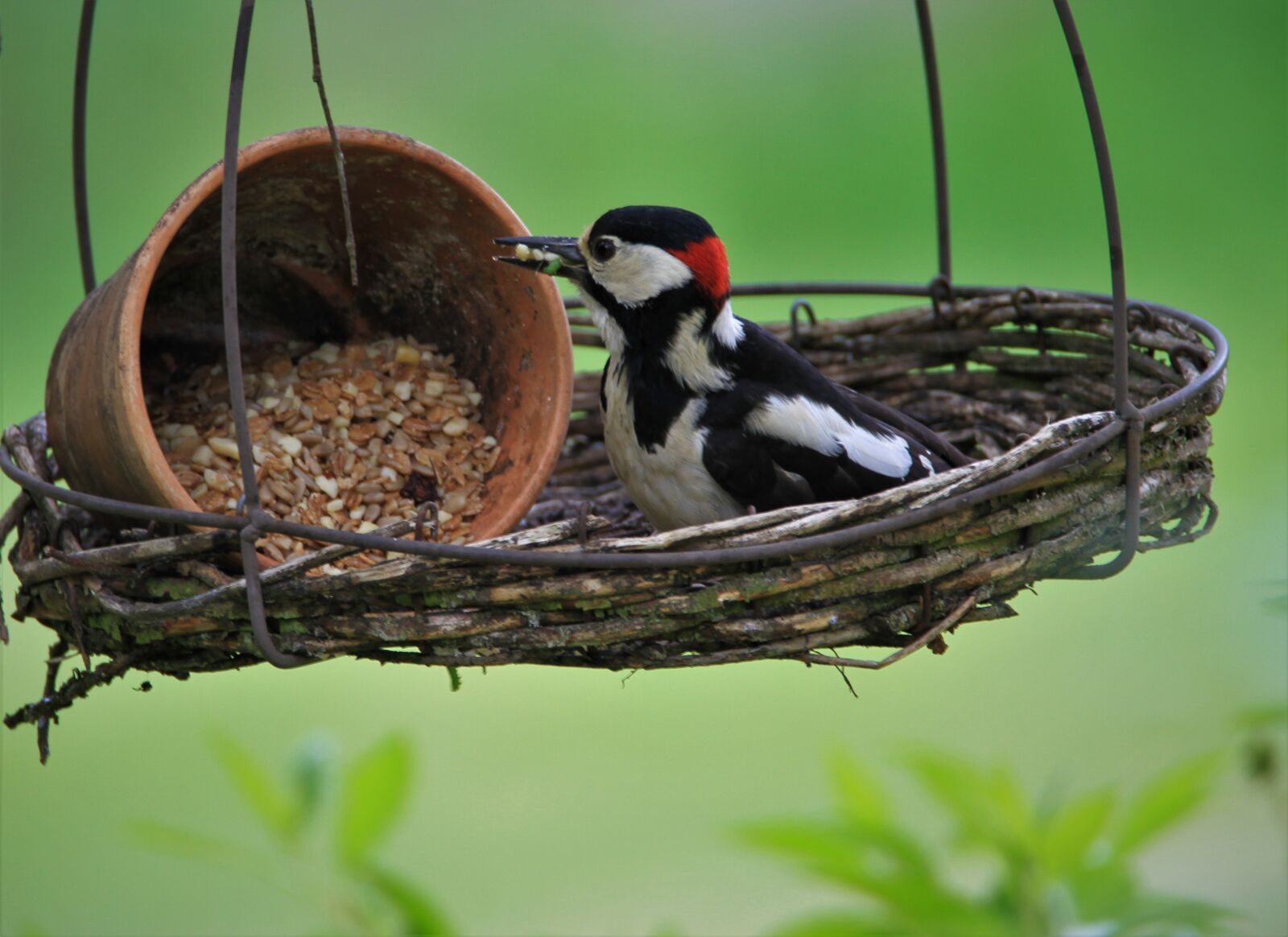 Tamron SP 150-600mm F5-6.3 Di VC USD sample photo. Great spotted woodpecker, feeding photography
