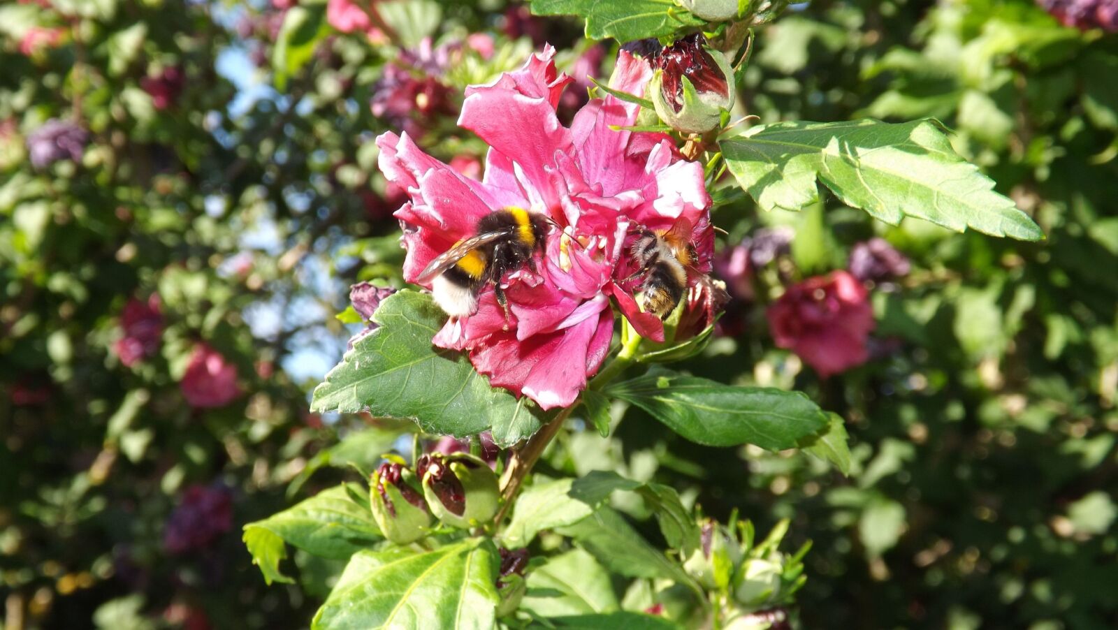 Fujifilm FinePix S4500 sample photo. Bumblebees, mallow, insect photography