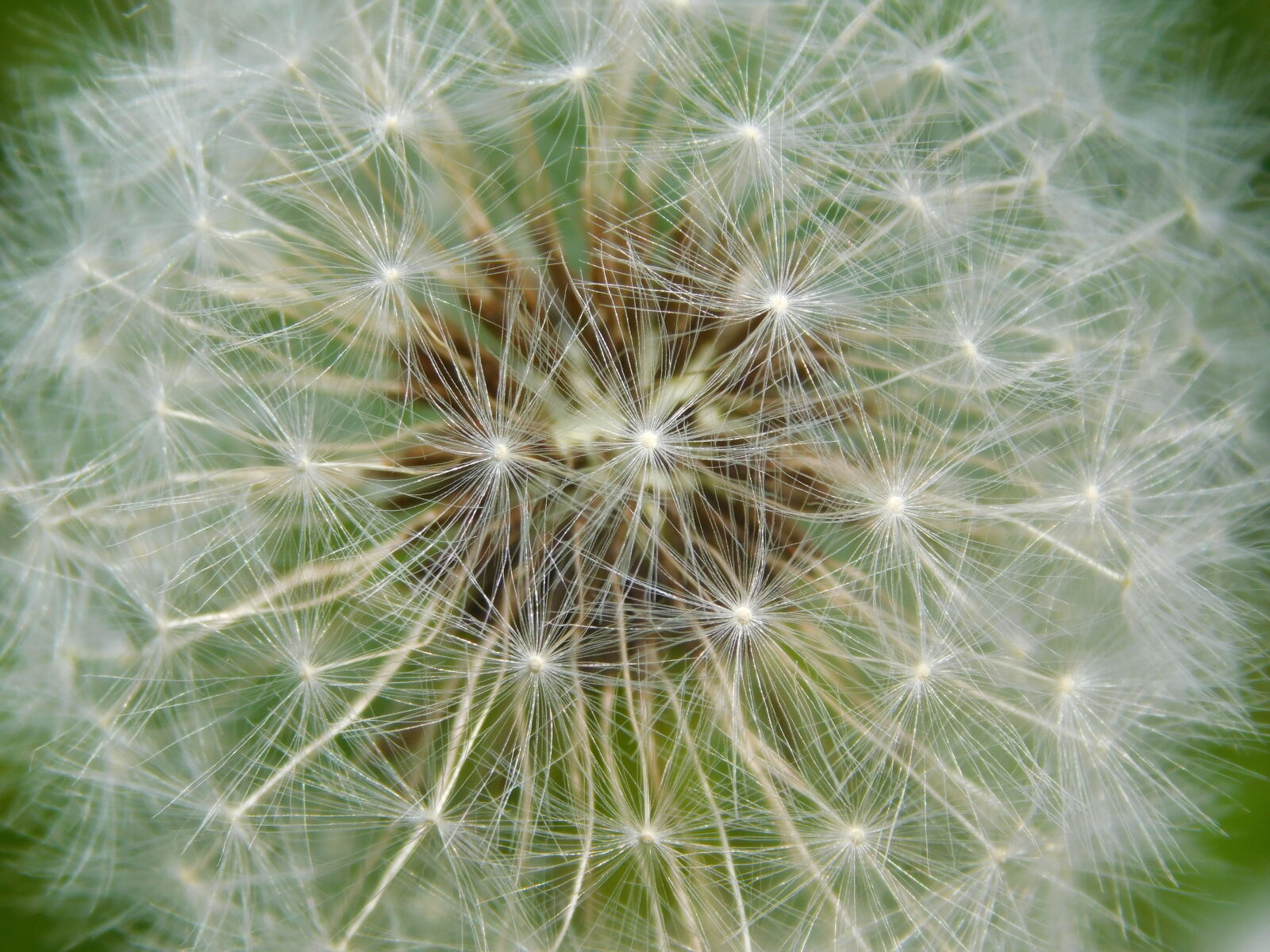 Nikon Coolpix L840 sample photo. Bloom, blossom, close, up photography
