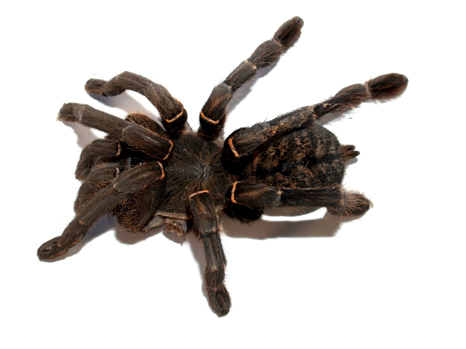Olympus E-300 (EVOLT E-300) sample photo. Spider, tarantula, arthropod photography