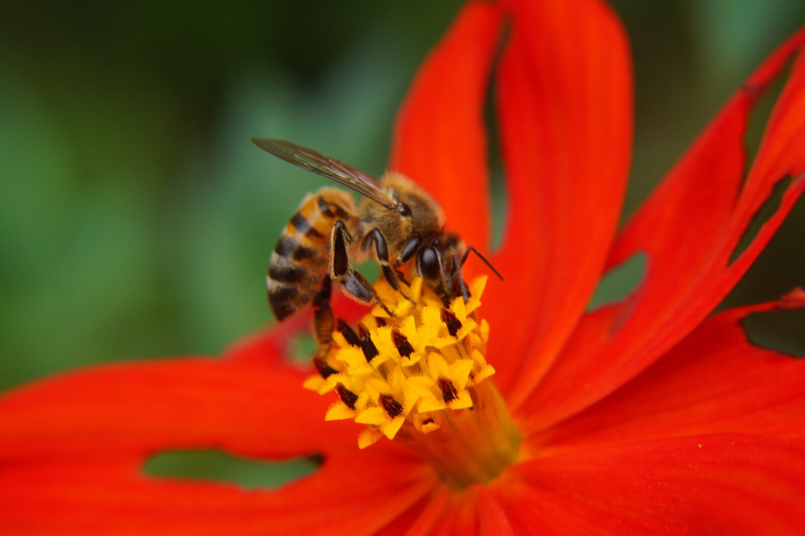 Sony Alpha a3000 sample photo. Bee, pollination, pollen photography