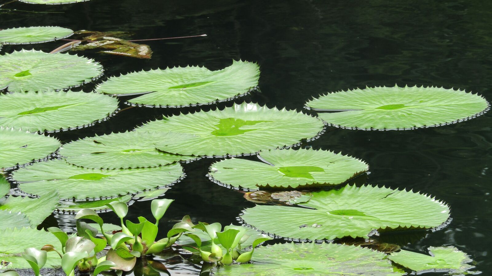 Canon PowerShot SX420 IS sample photo. Nature, water lilies, lake photography