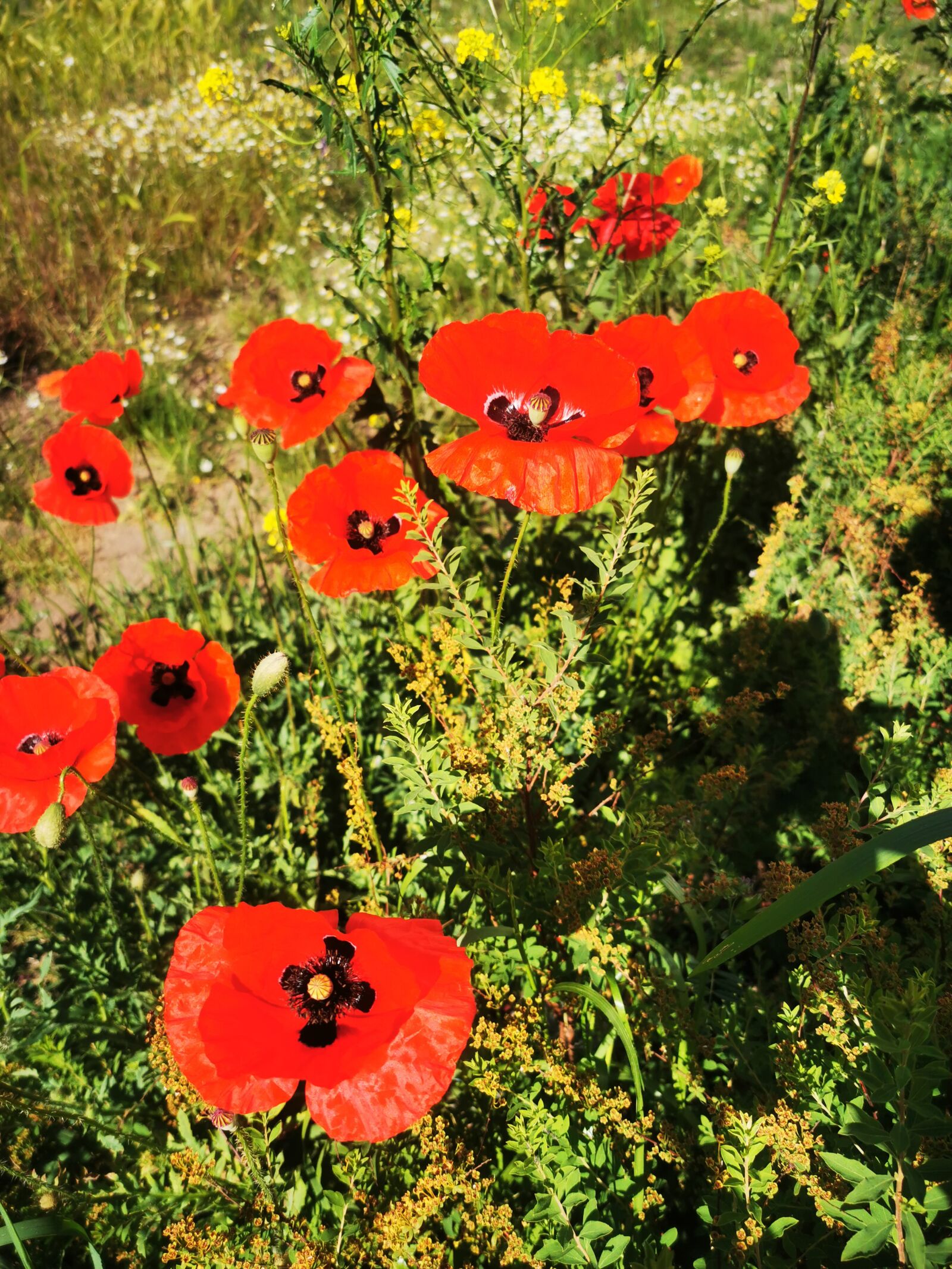 HUAWEI P30 Pro sample photo. Poppy, poppies, summer meadow photography
