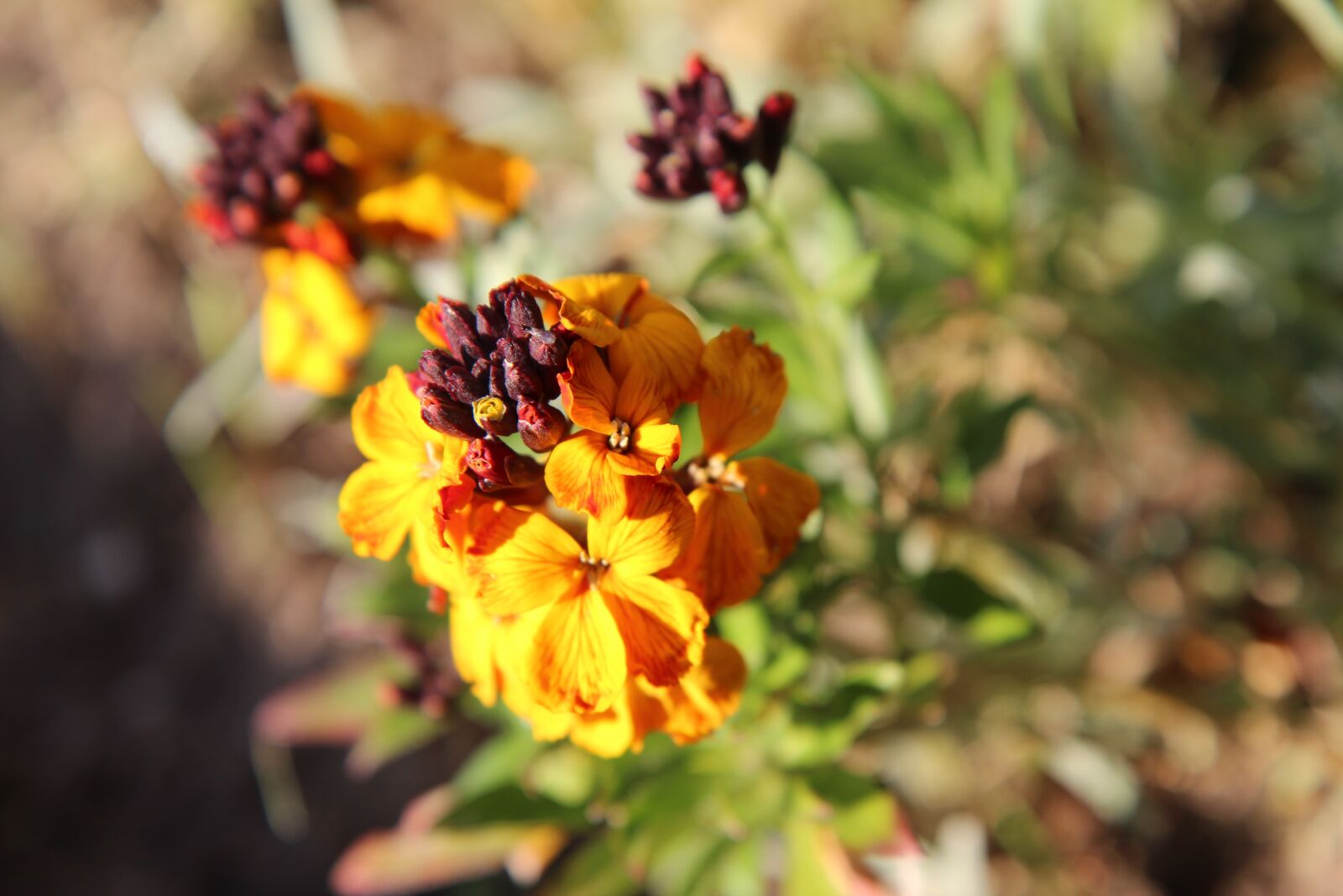 Canon EOS 600D (Rebel EOS T3i / EOS Kiss X5) sample photo. Wallflower, wallflower button, flowers photography