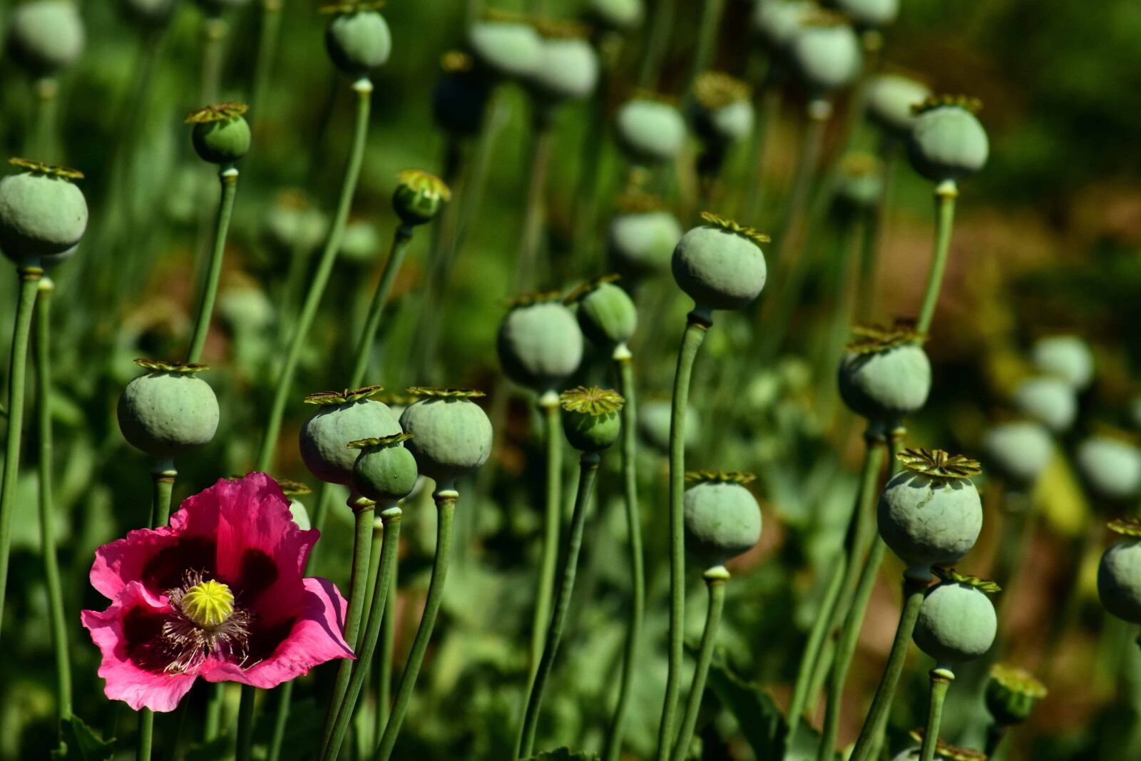 Nikon D3300 sample photo. Poppy, plant, agriculture, flower photography