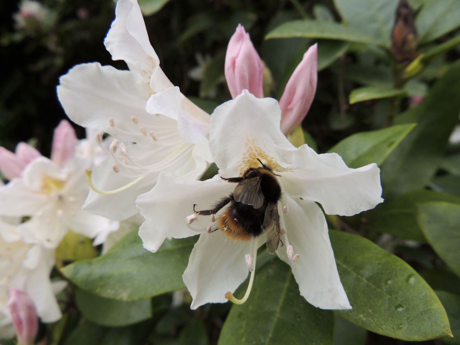 Nikon Coolpix P510 sample photo. Hummel, insect, blossom photography