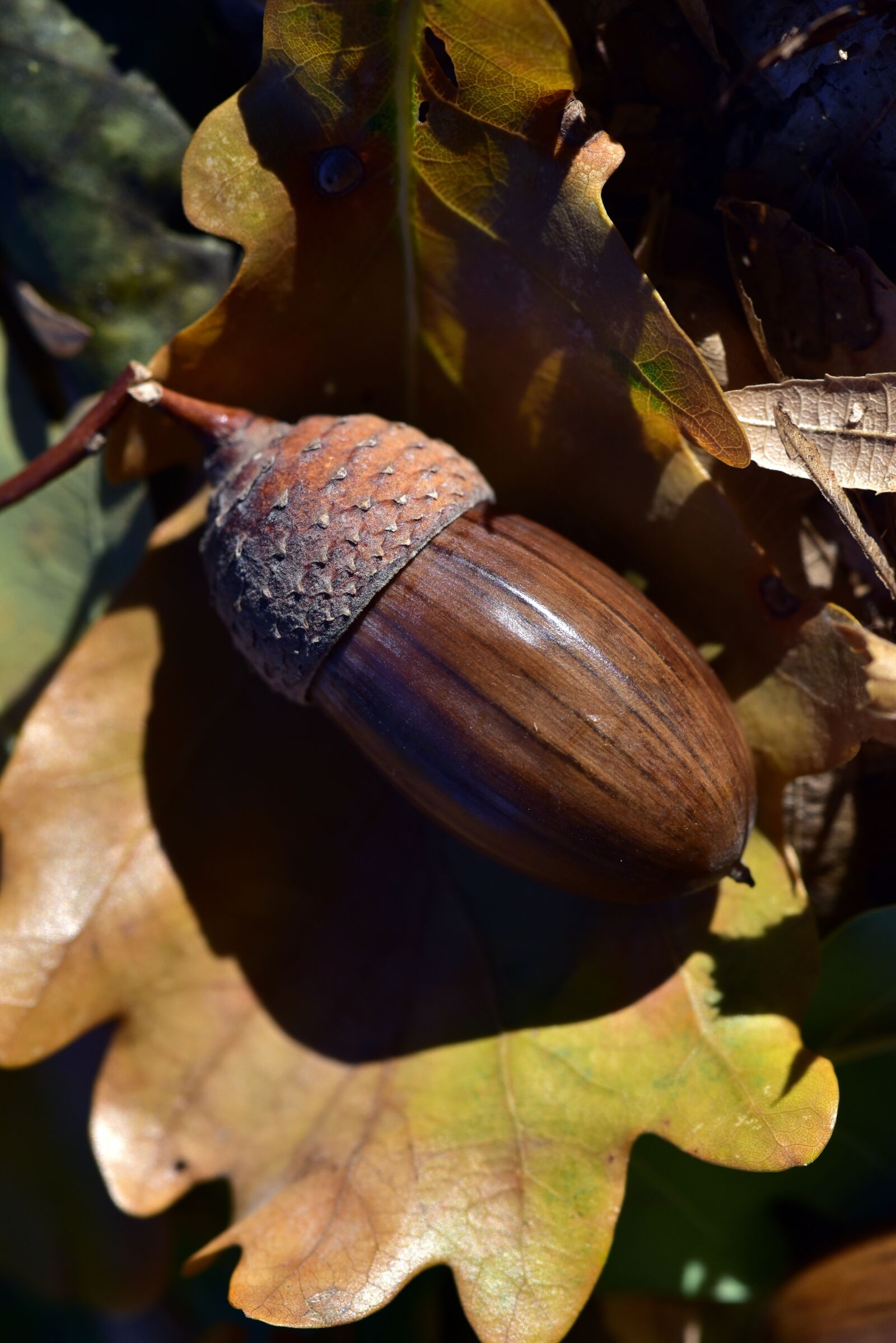 Nikon D750 sample photo. Acorn, autumn, nature photography