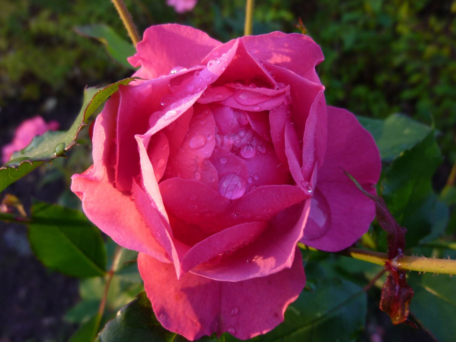 Panasonic DMC-ZX1 sample photo. Rose, dewdrop, blossom photography