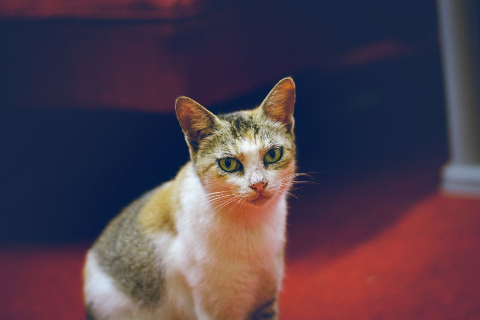 Canon EOS 700D (EOS Rebel T5i / EOS Kiss X7i) + Canon EF 50mm F1.8 STM sample photo. Cat, pet, cute photography