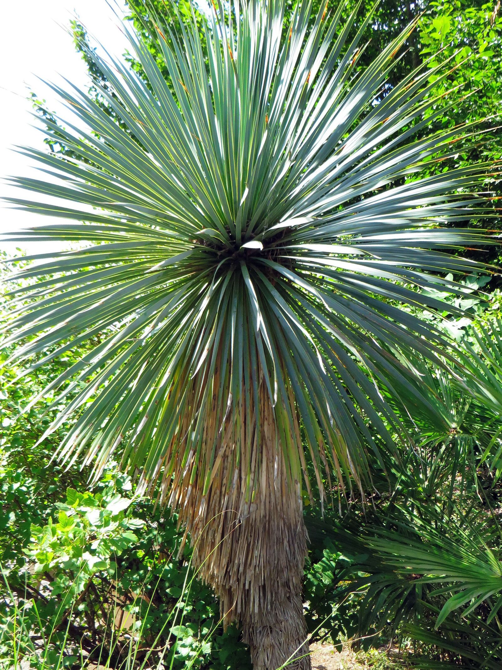 Canon PowerShot SX270 HS sample photo. Yucca, yucca capensis, agavacae photography