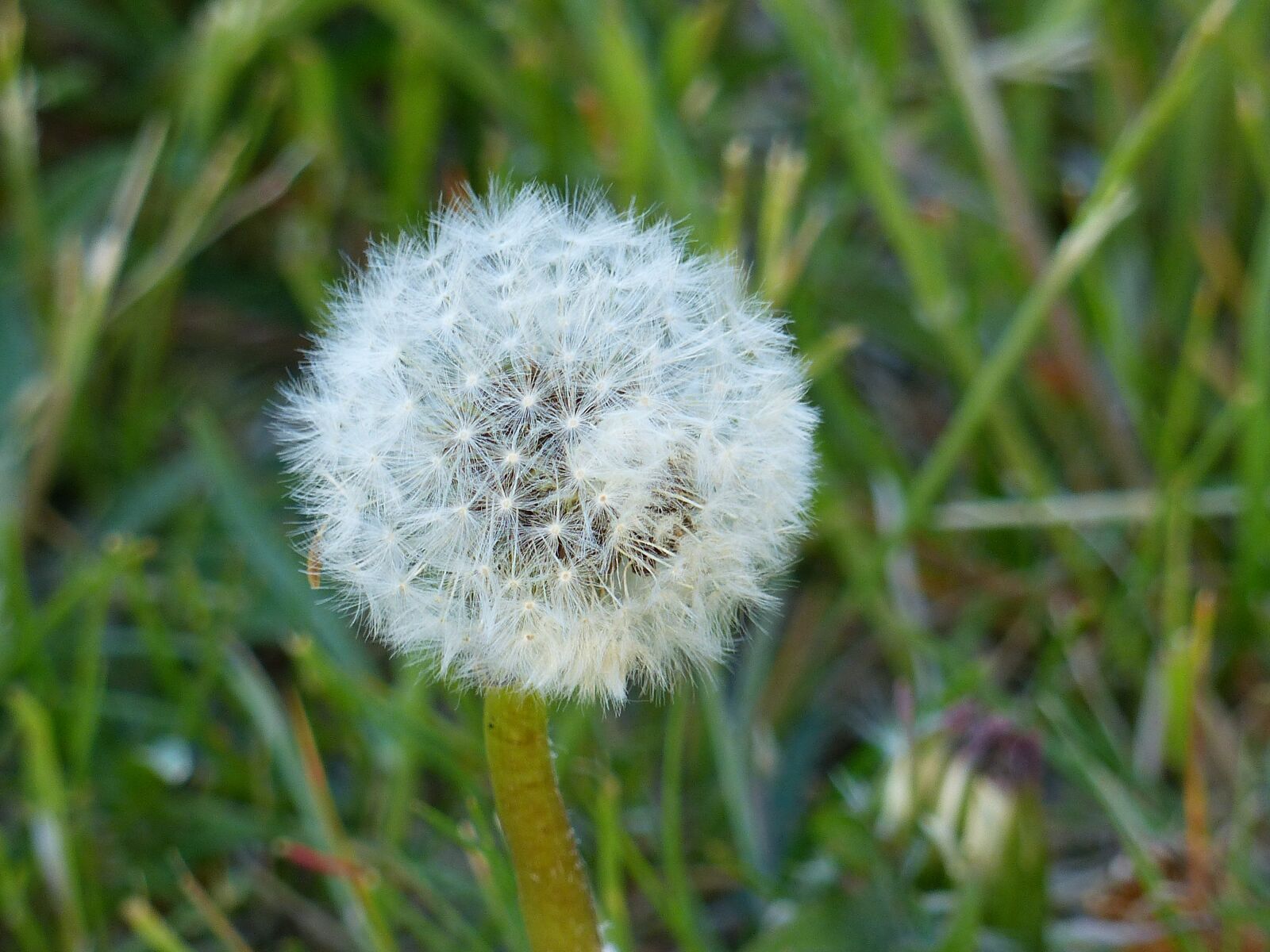 Panasonic Lumix DMC-FZ200 sample photo. Dandelion, seed, grass photography