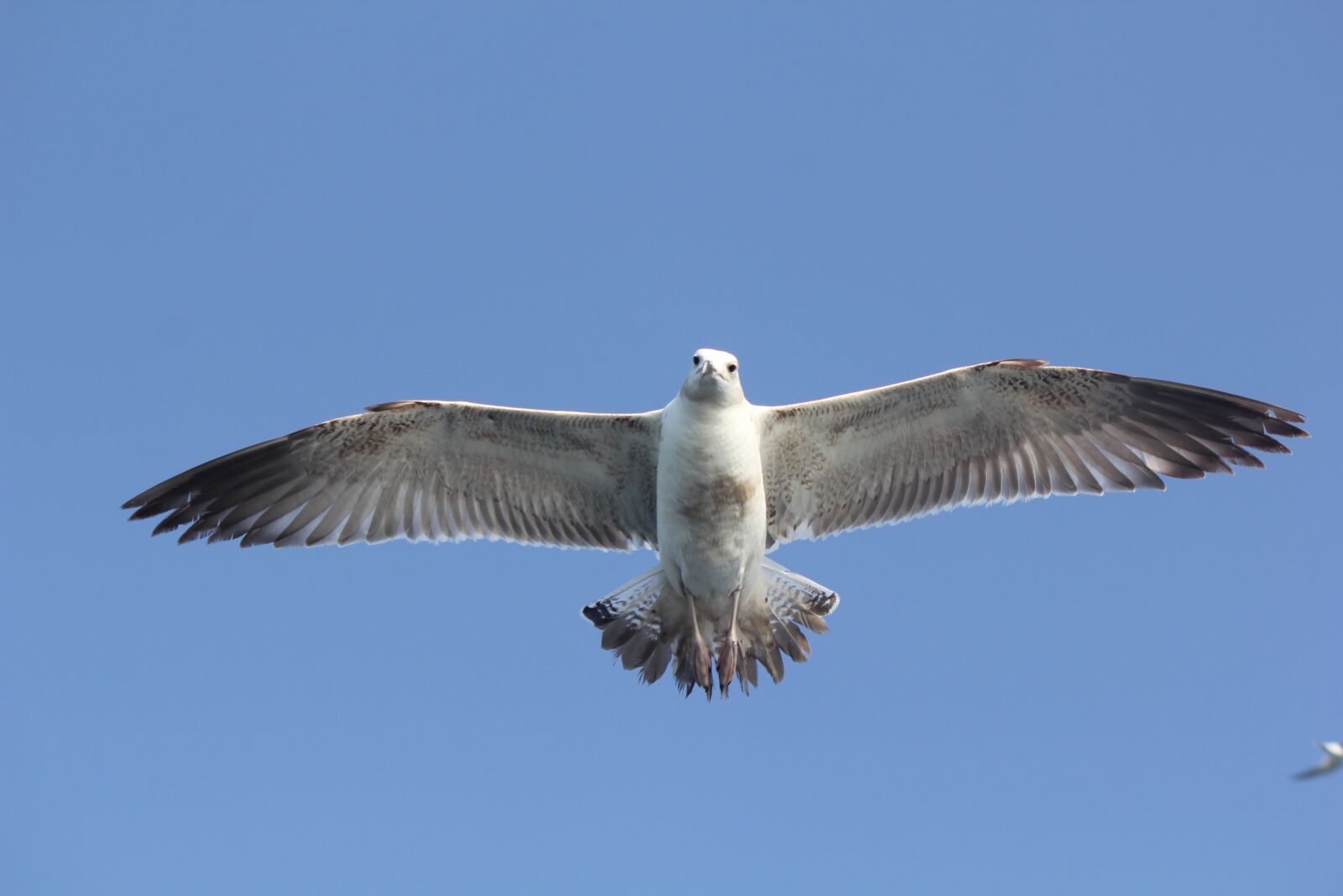 Canon EOS 550D (EOS Rebel T2i / EOS Kiss X4) sample photo. Flying bird, bird, nature photography
