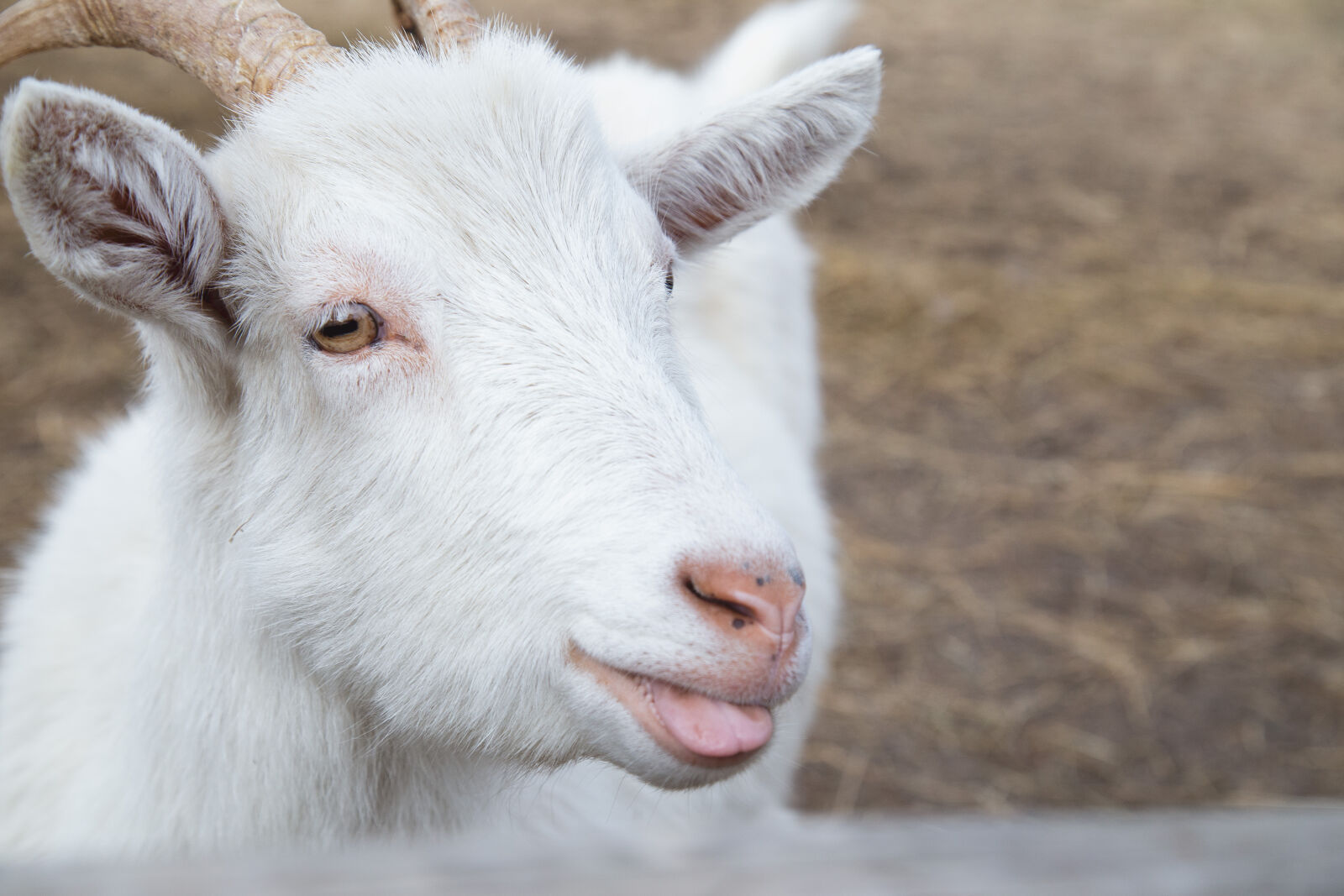 Canon EF 24-105mm F4L IS USM sample photo. Animal, eyes, goat, head photography